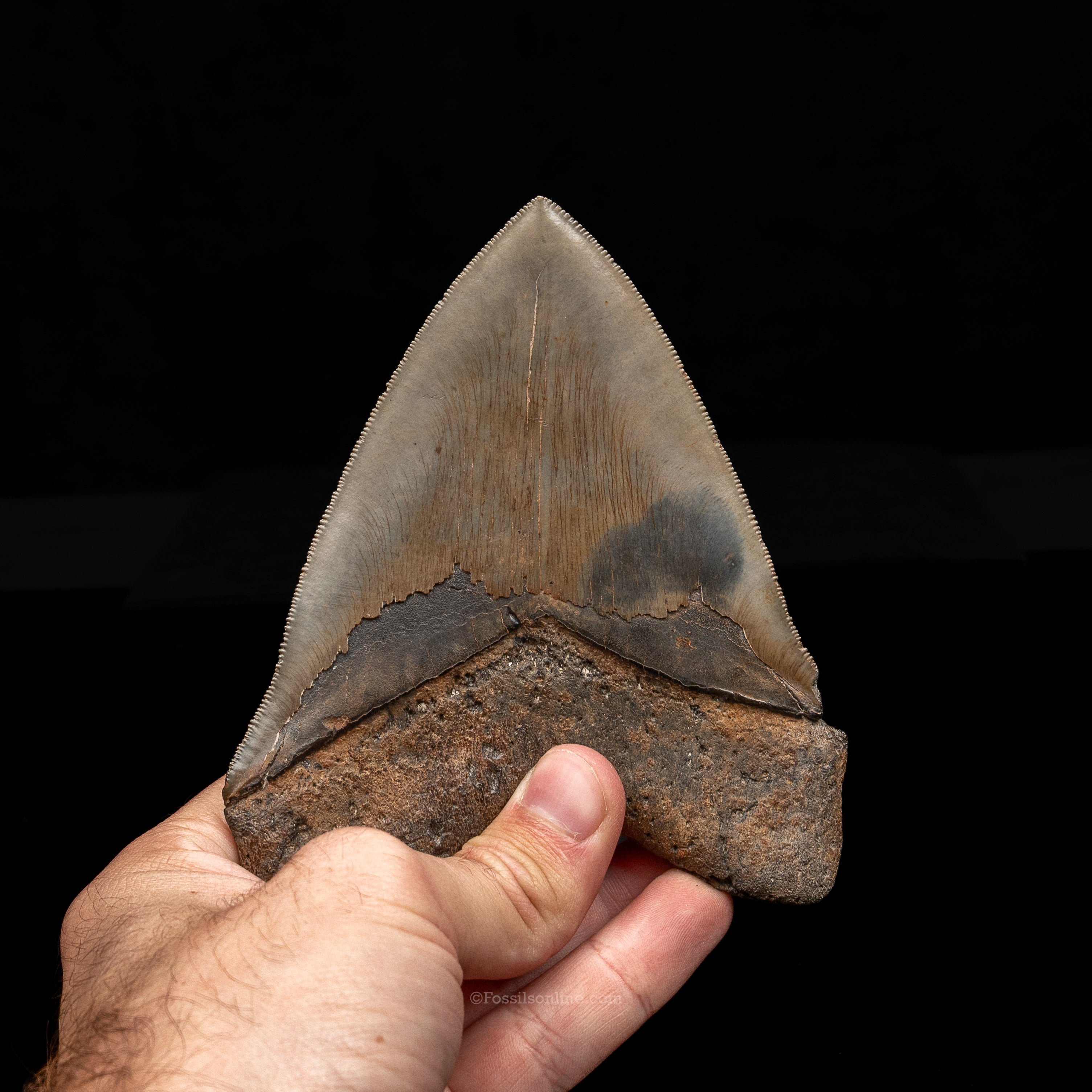 North Carolina Megalodon 5.15"