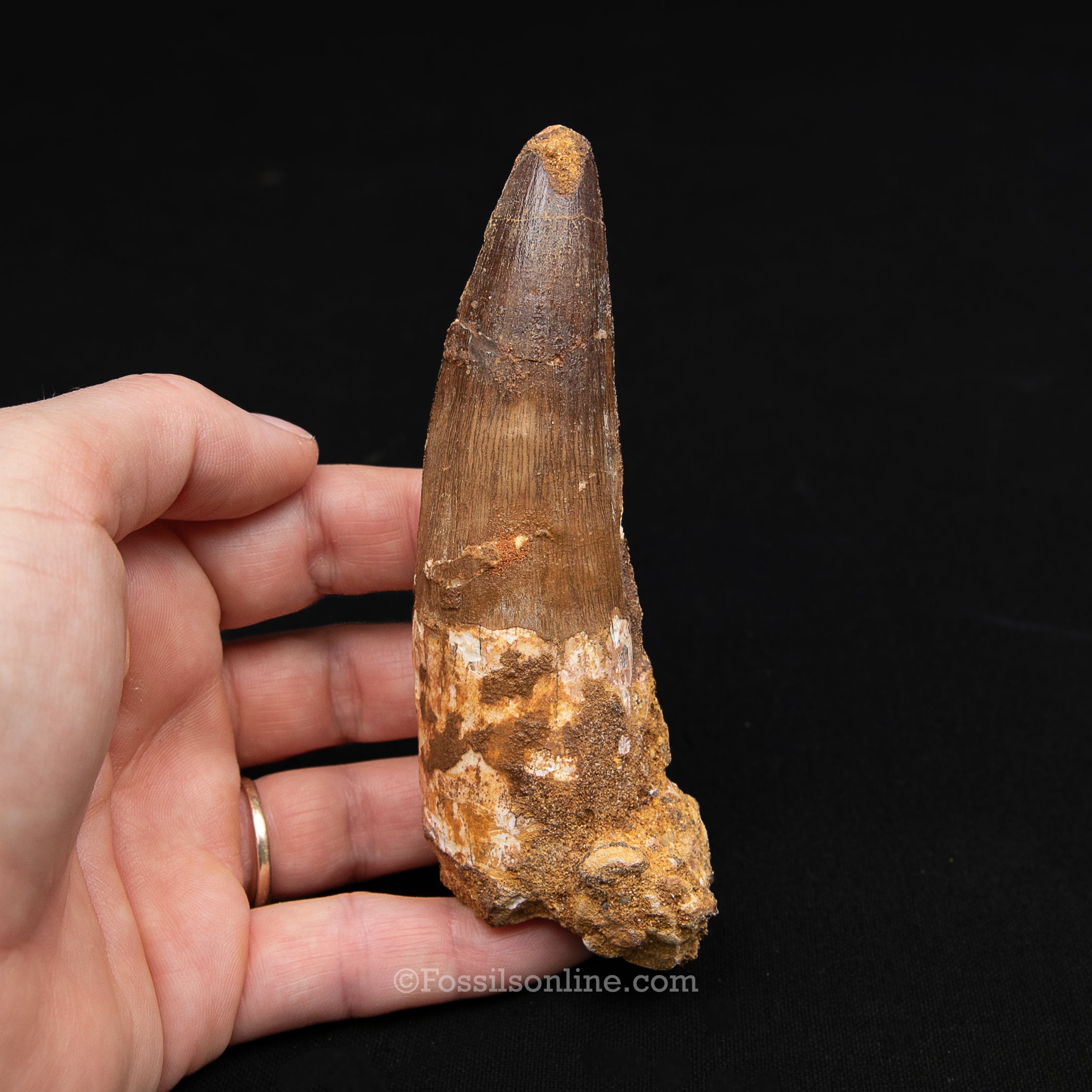 XL Spinosaurus Dinosaur Tooth Lg Case