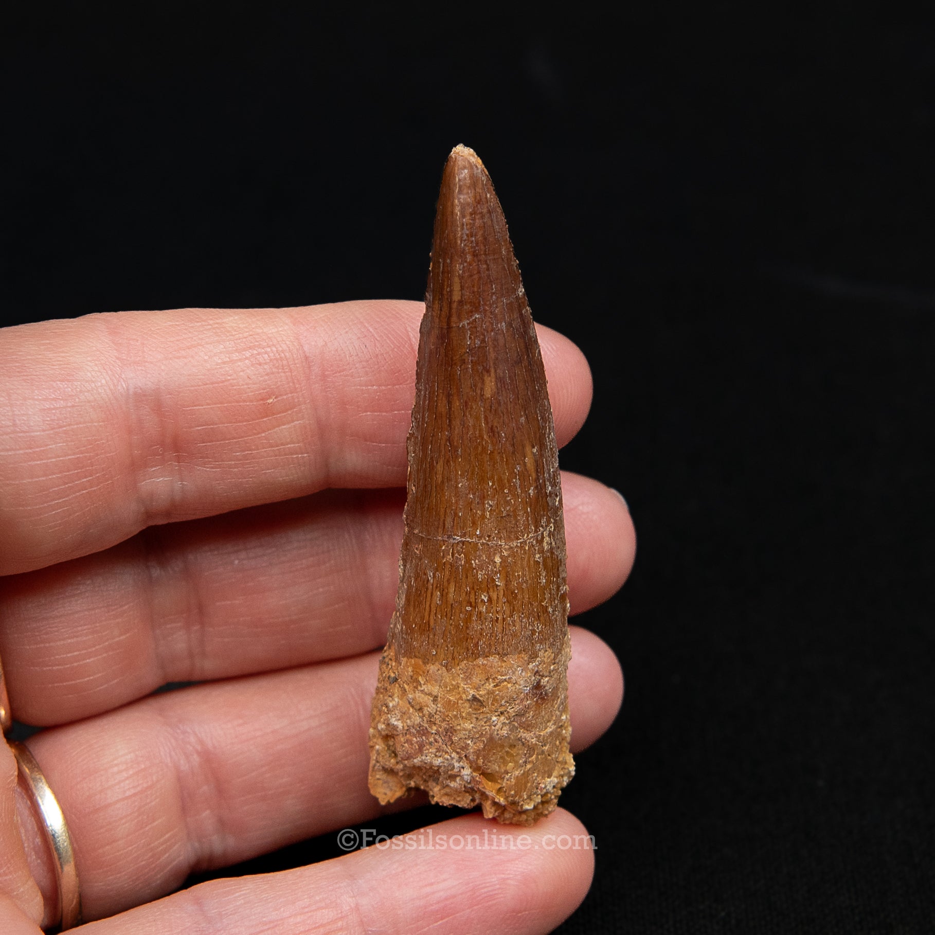 Spinosaurus Dinosaur Tooth Med Case