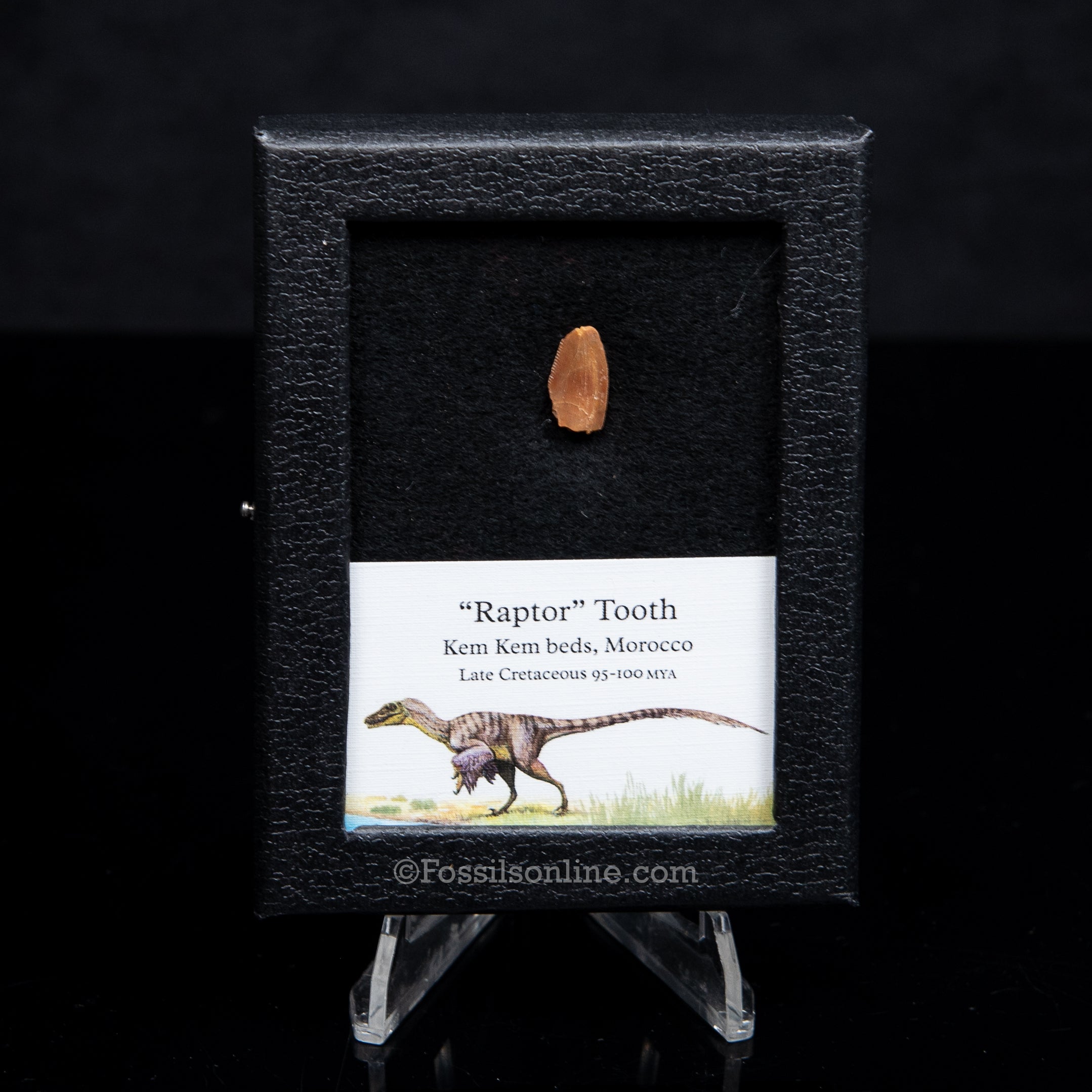 Theropod Dinosaur Tooth "Raptor" in a sm display case