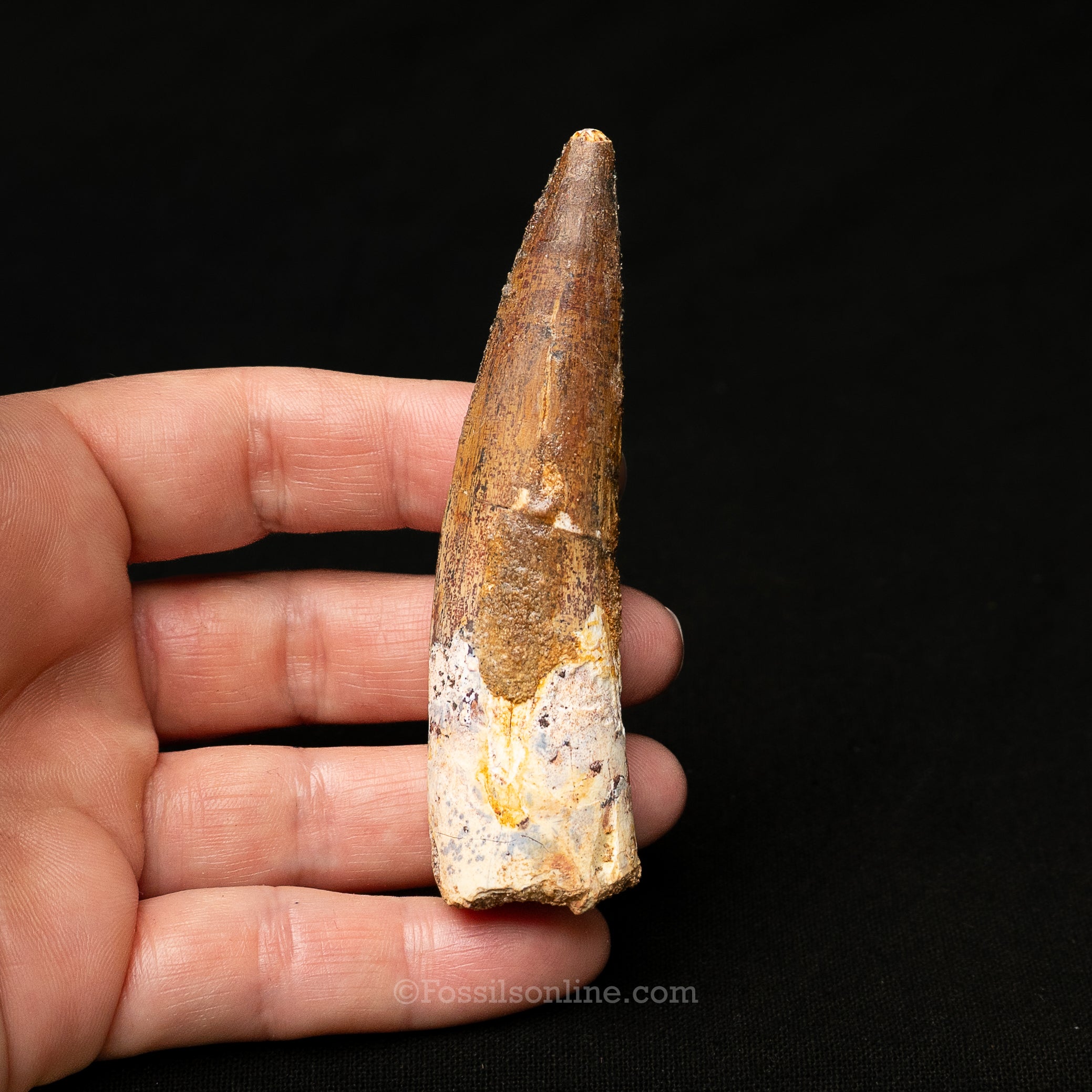Spinosaurus Dinosaur Tooth Lg Case