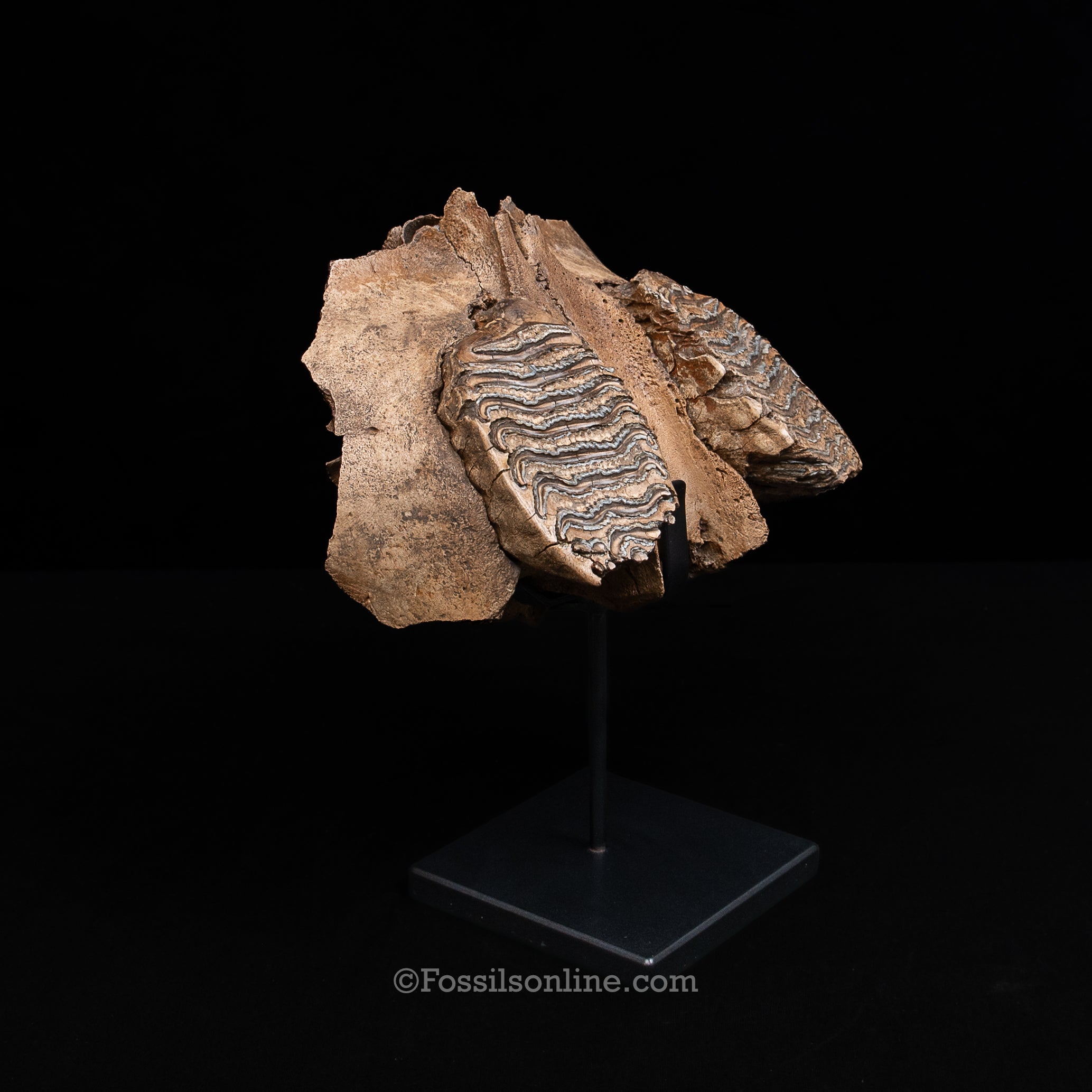 Juvenile Woolly Mammoth Maxilla on Display Stand