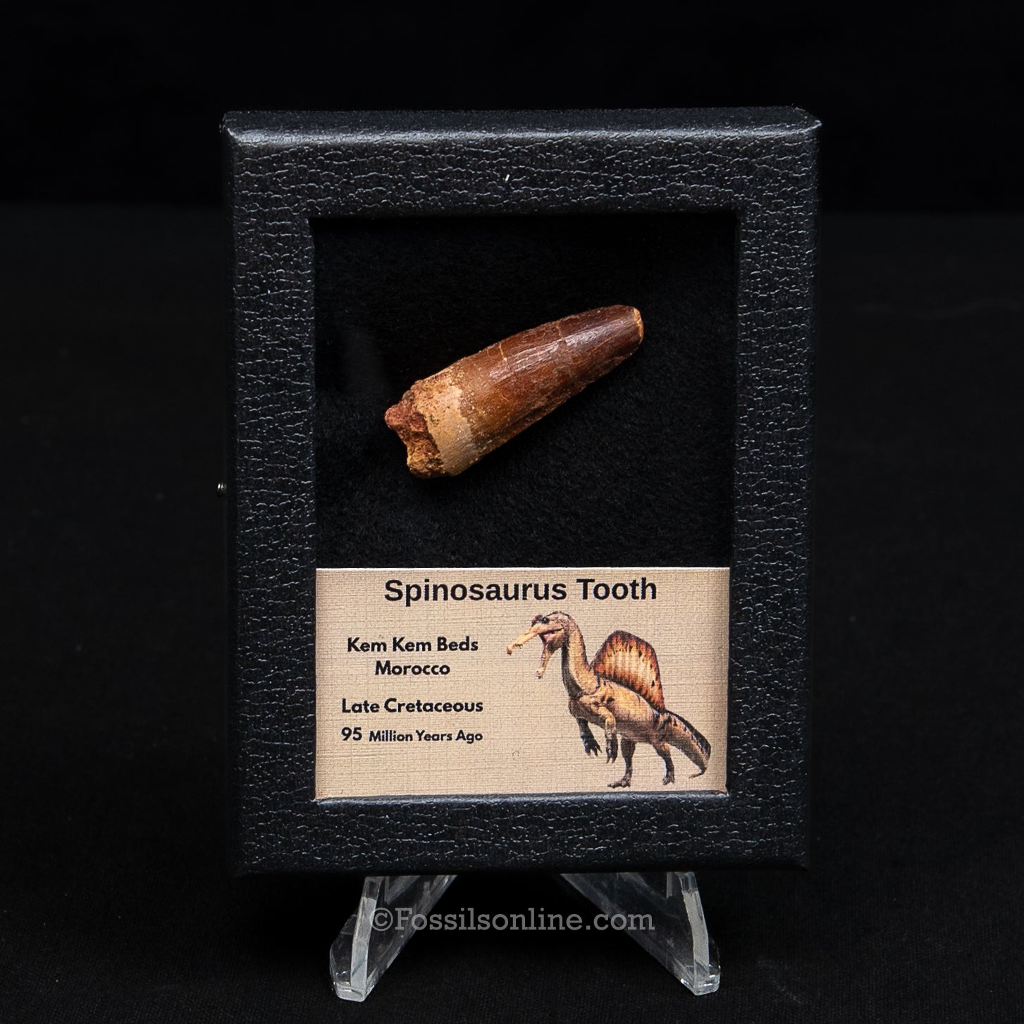 Spinosaurus Dinosaur Tooth Sm Case