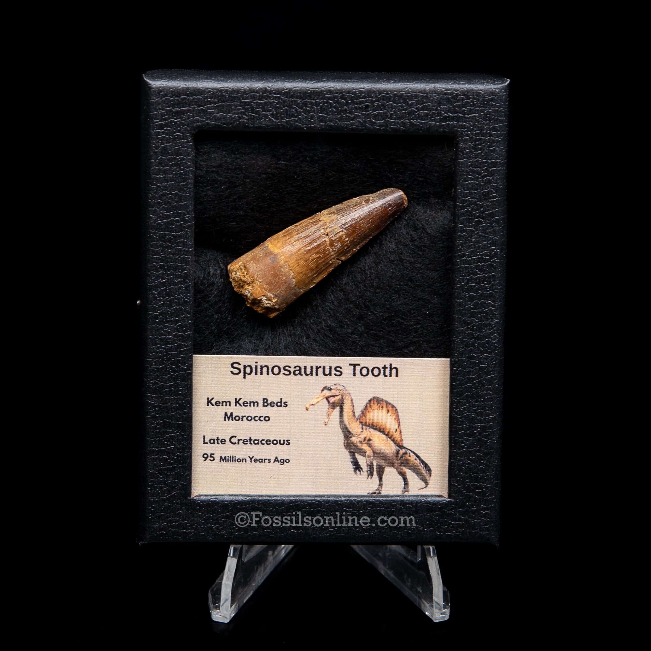 Spinosaurus Dinosaur Tooth Sm Case