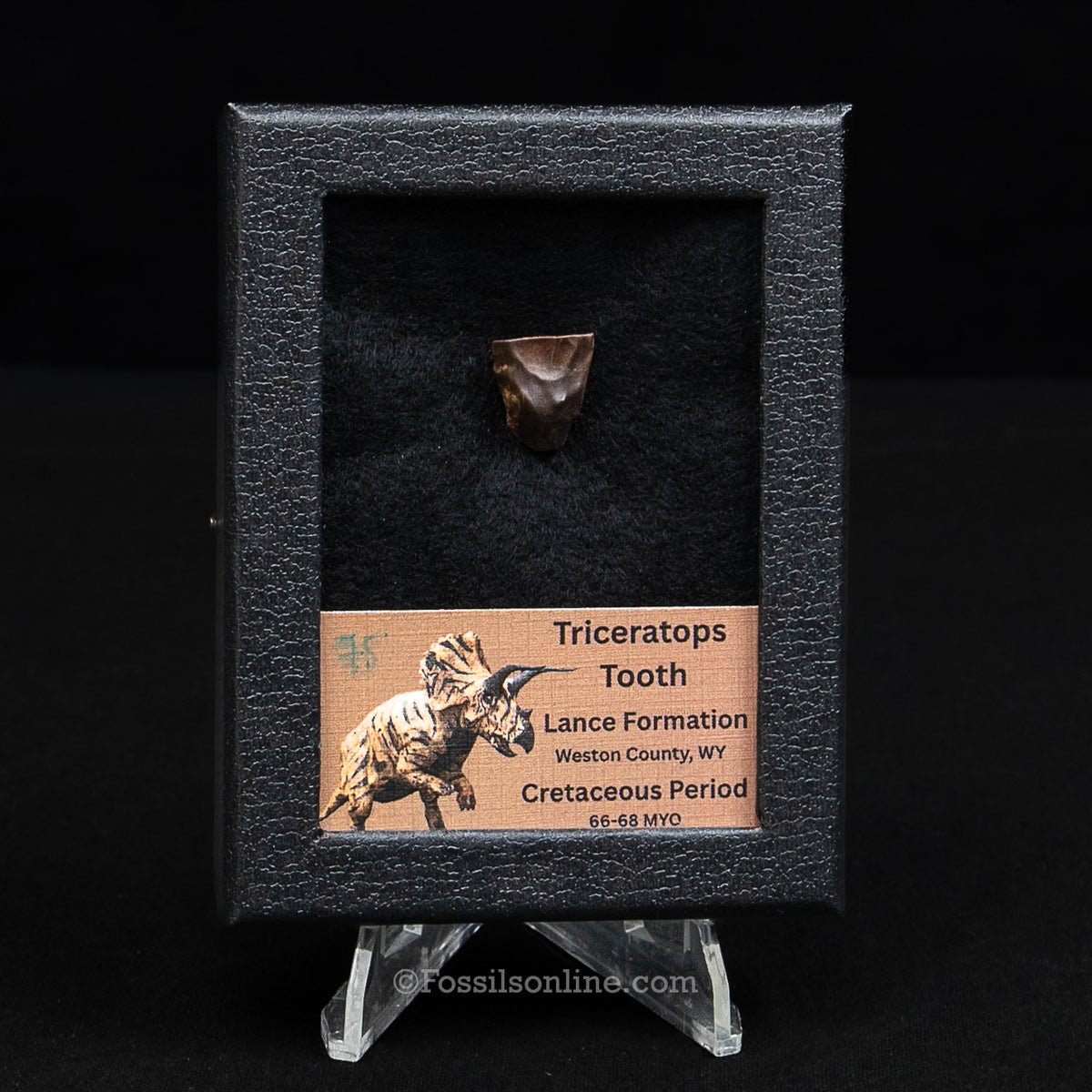 LG Triceratops Tooth in Case Lance FM