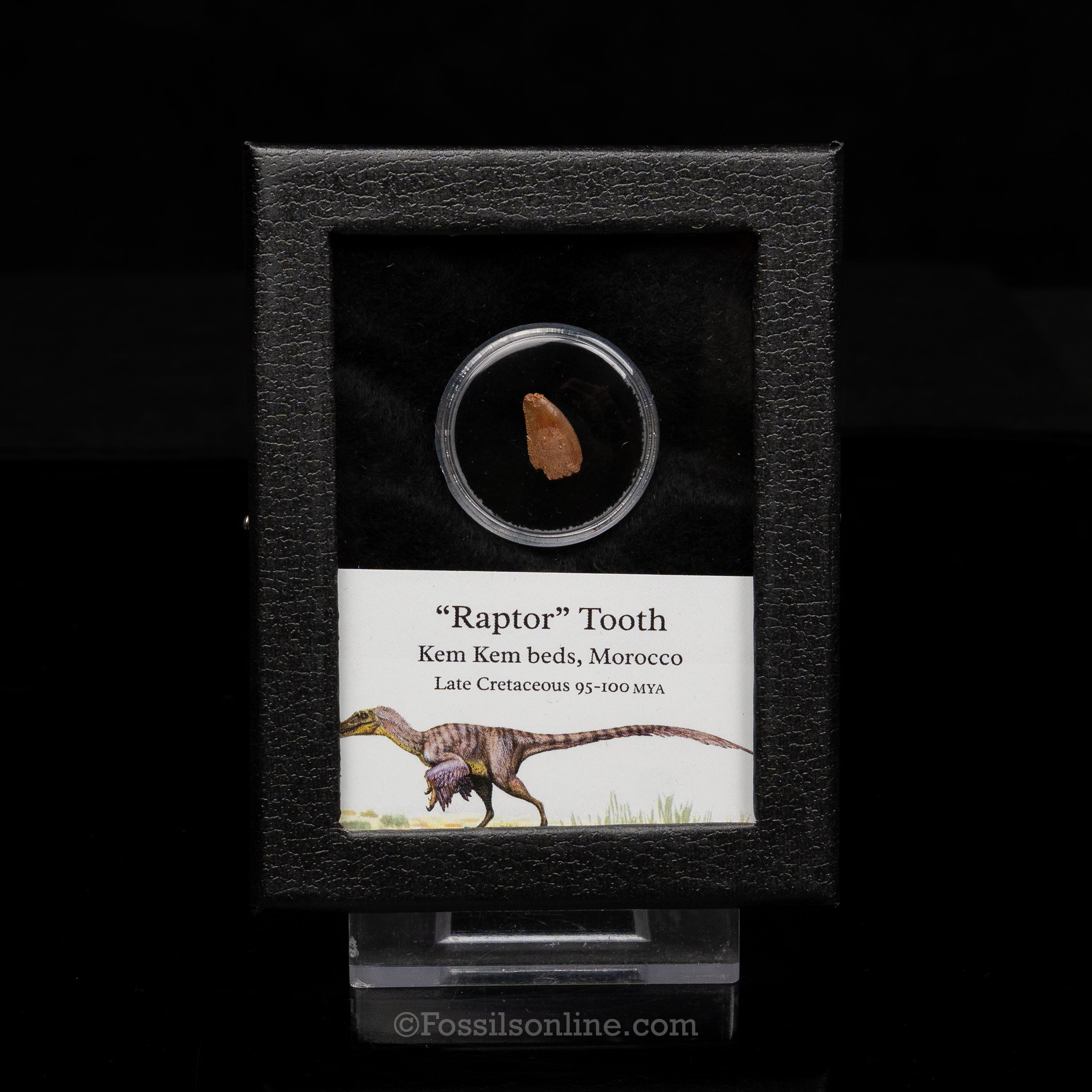Theropod Dinosaur Tooth "Raptor" in a sm display case