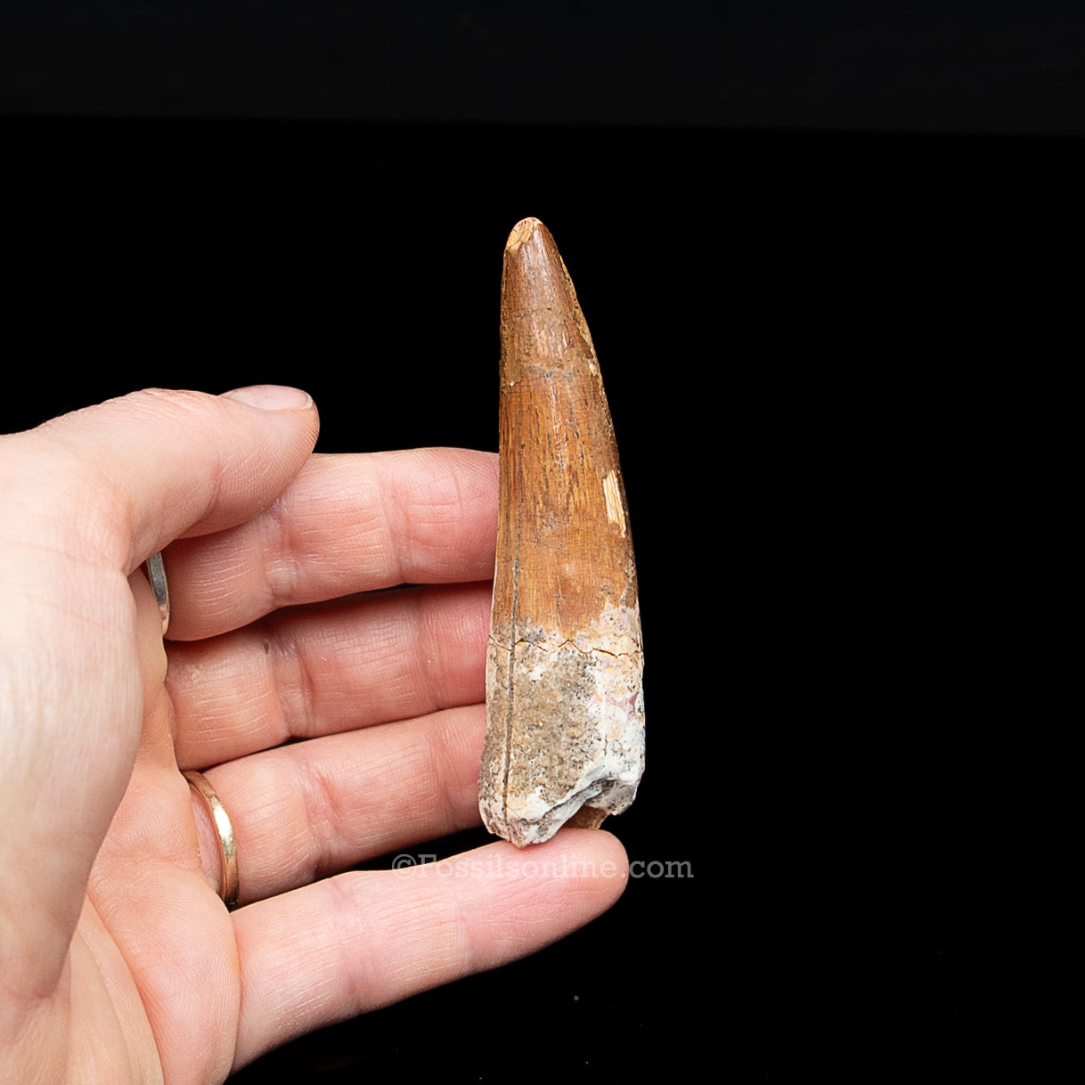 Spinosaurus Dinosaur Tooth in Lg Case