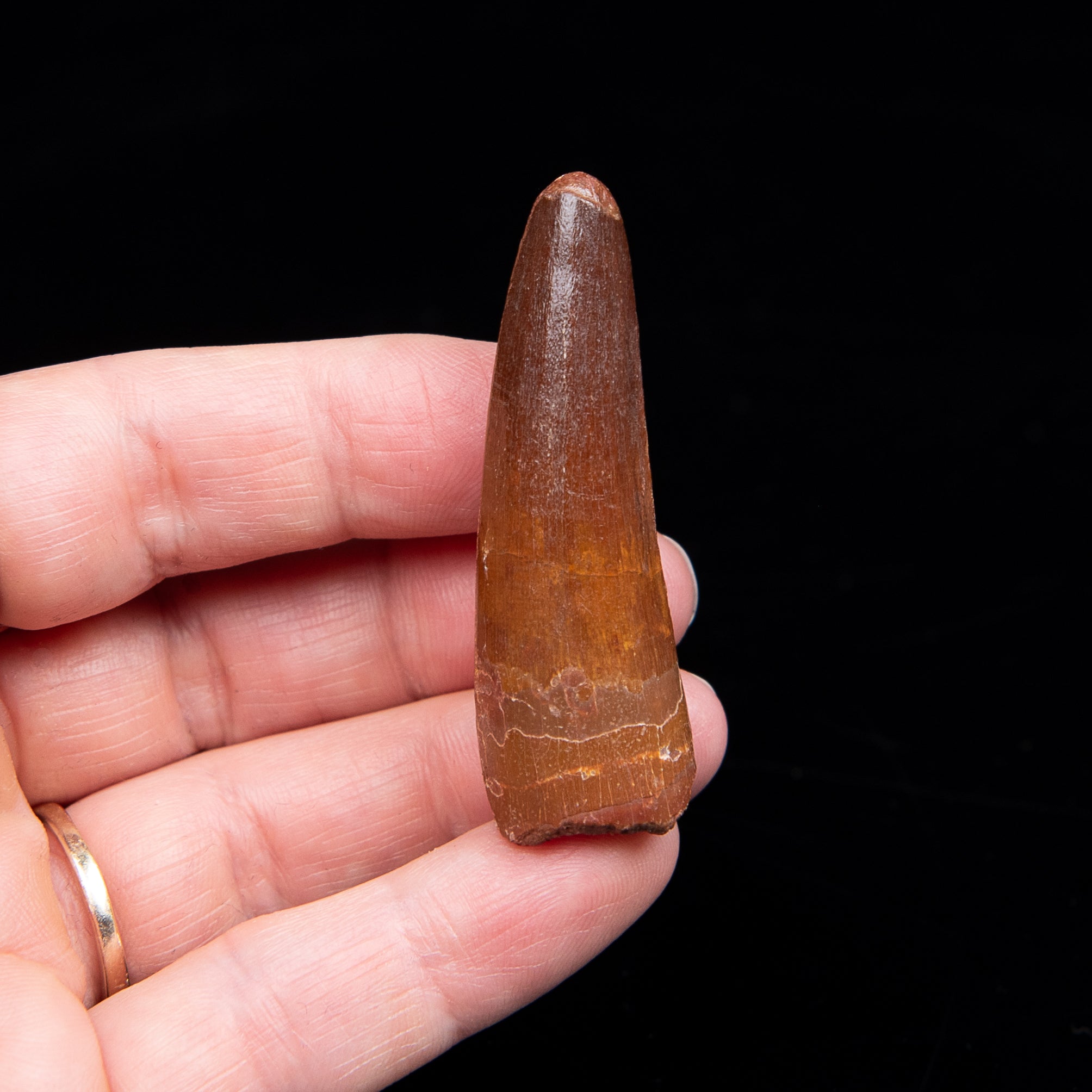Premium Spinosaurus Dinosaur Tooth Med Case