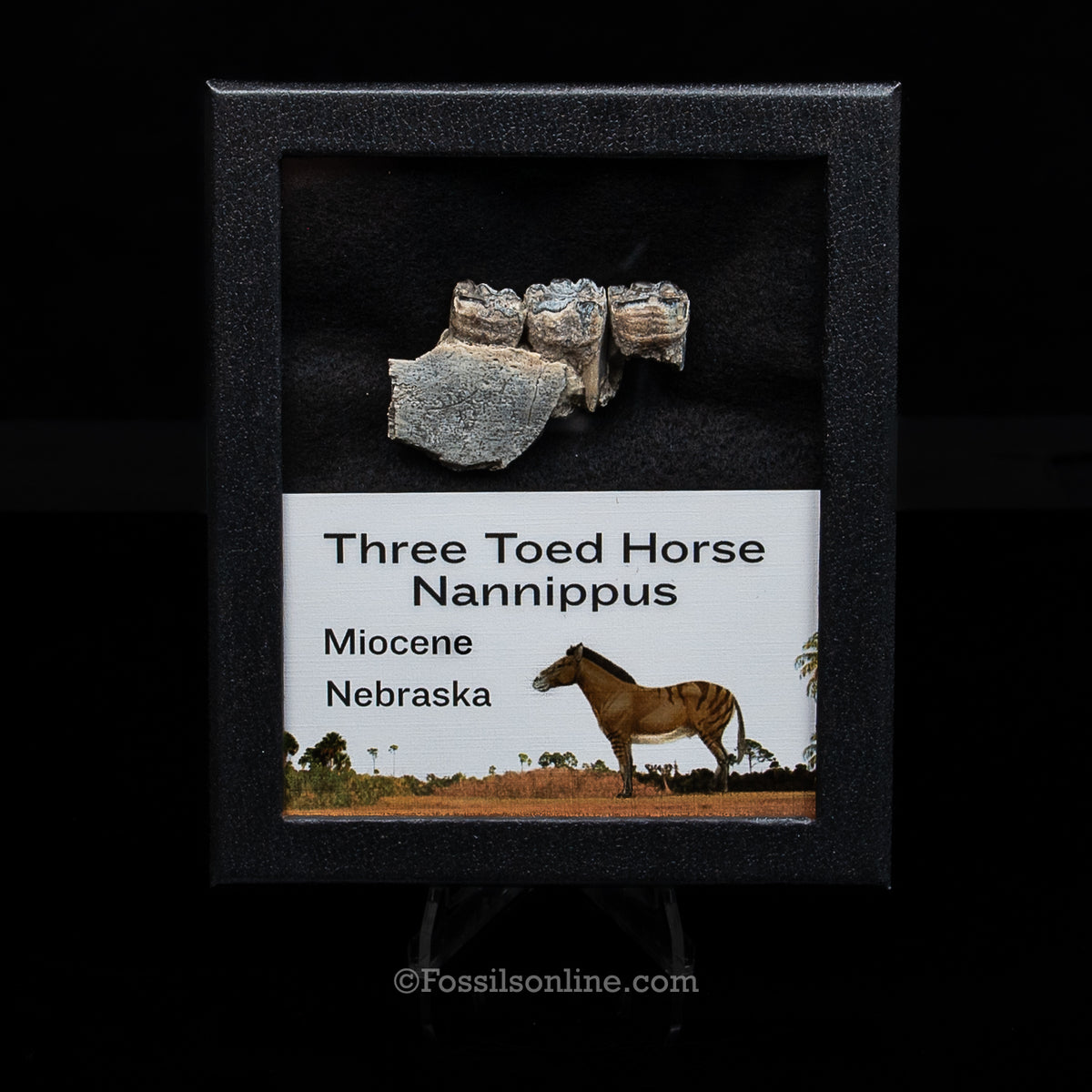 Three Toed Horse Tooth in a Med Case