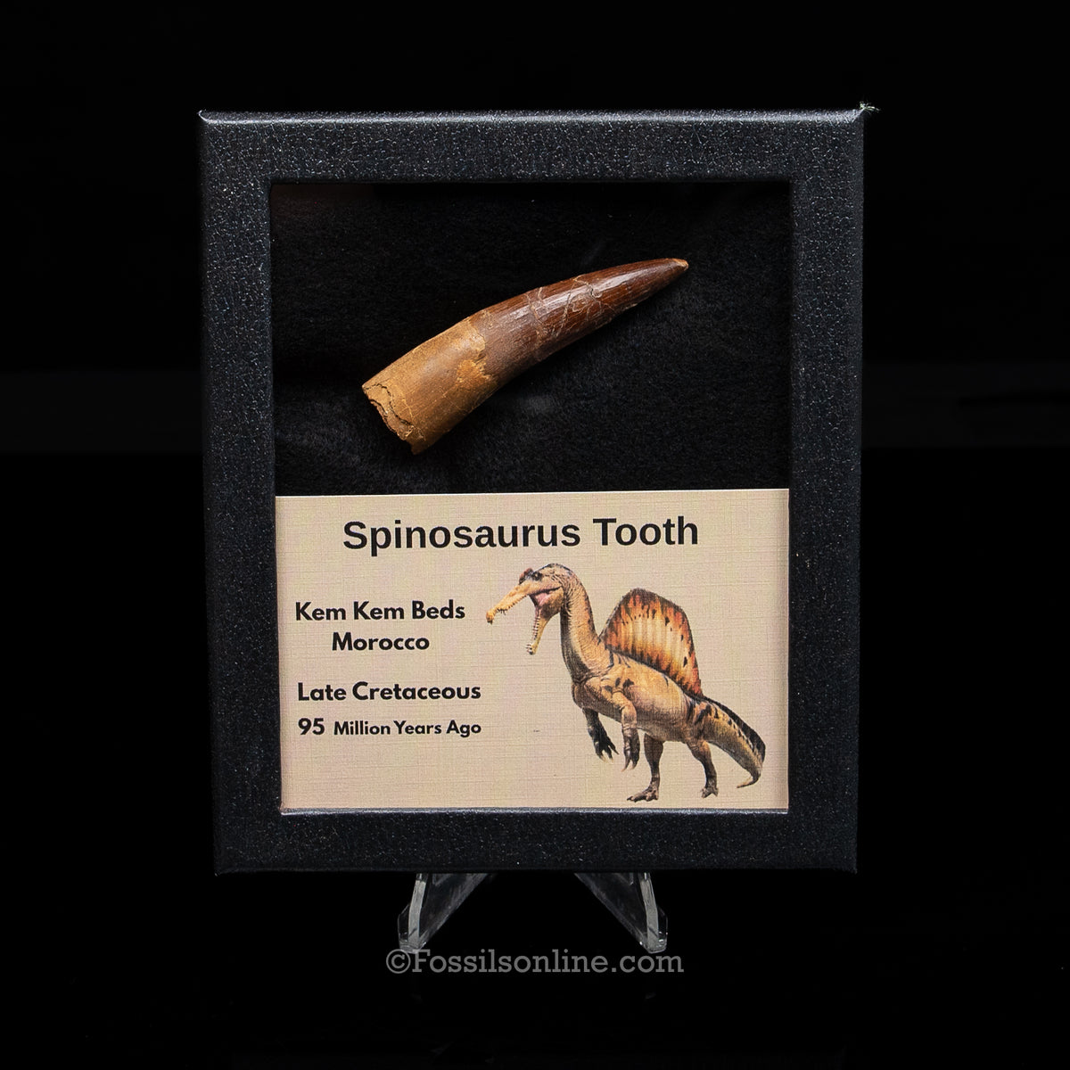 Spinosaurus Dinosaur Tooth Med Case