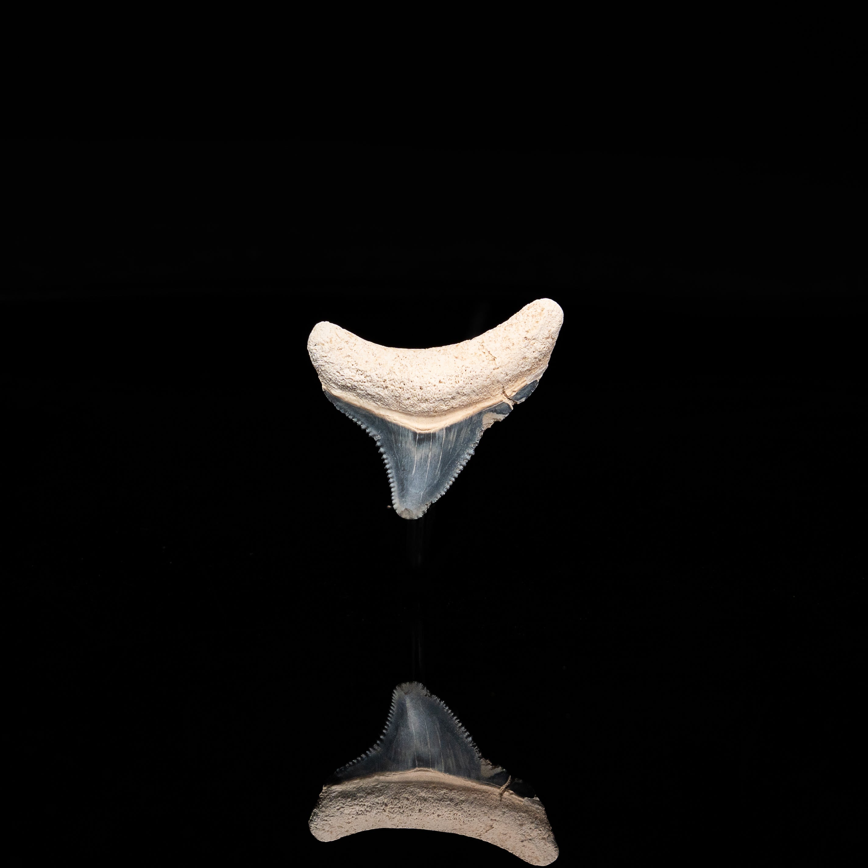 Posterior Bone Valley Megalodon 1.29"