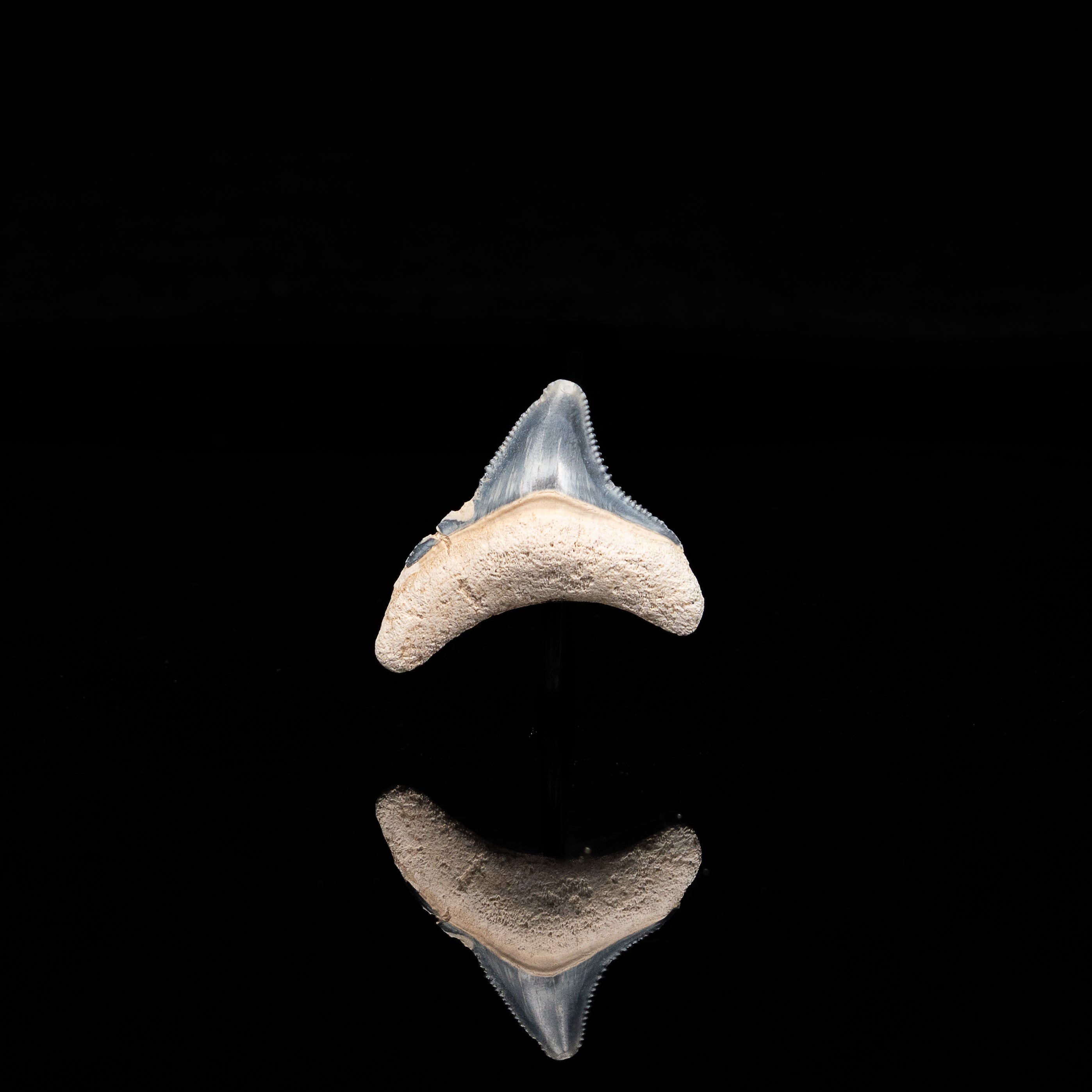 Posterior Bone Valley Megalodon 1.29"