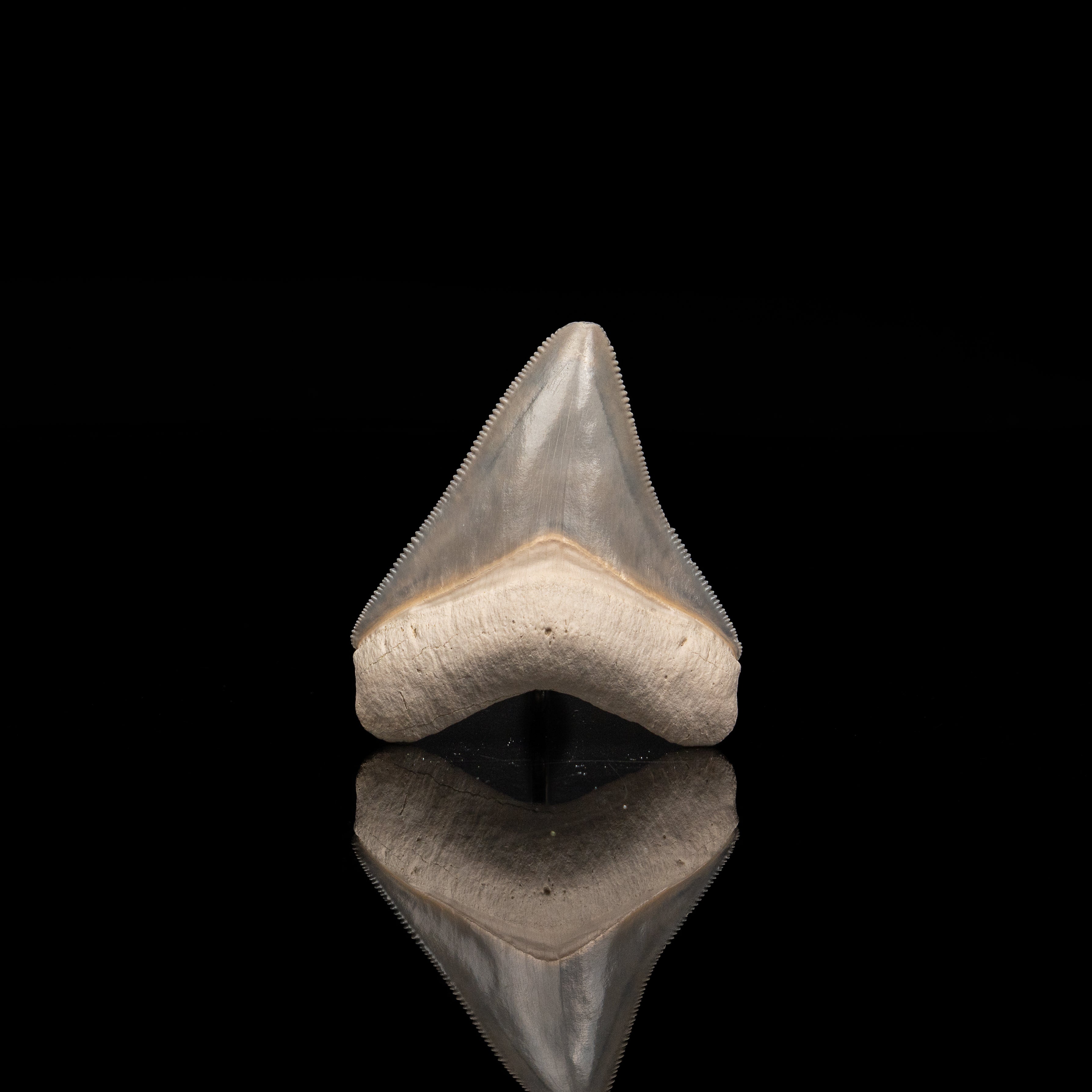 Stunning Bone Valley Megalodon 2.25"