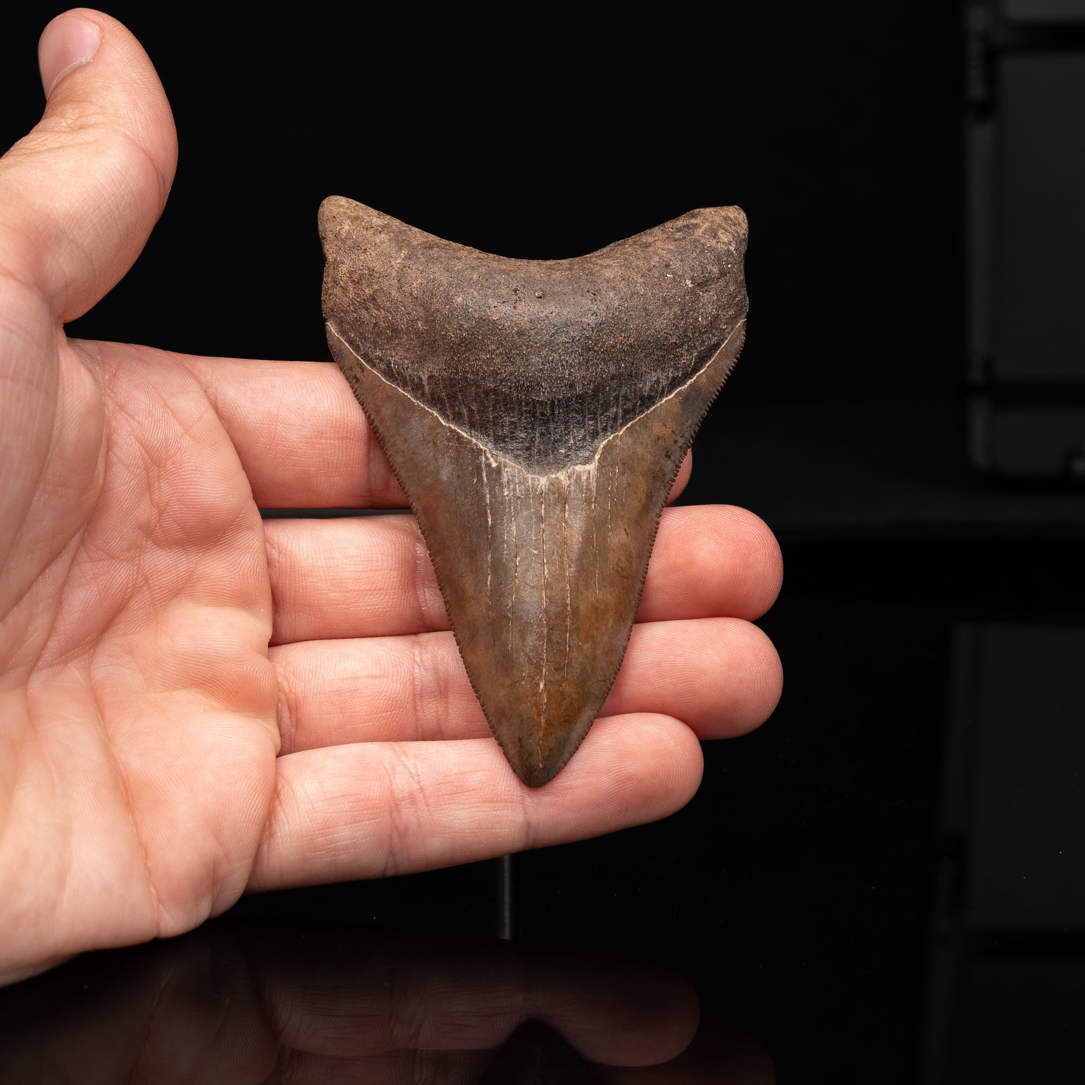 Georgia Megalodon 3.59"