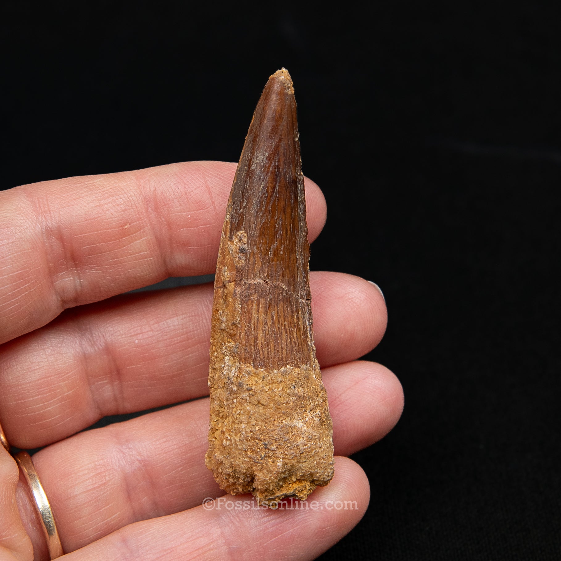 Spinosaurus Dinosaur Tooth Med Case