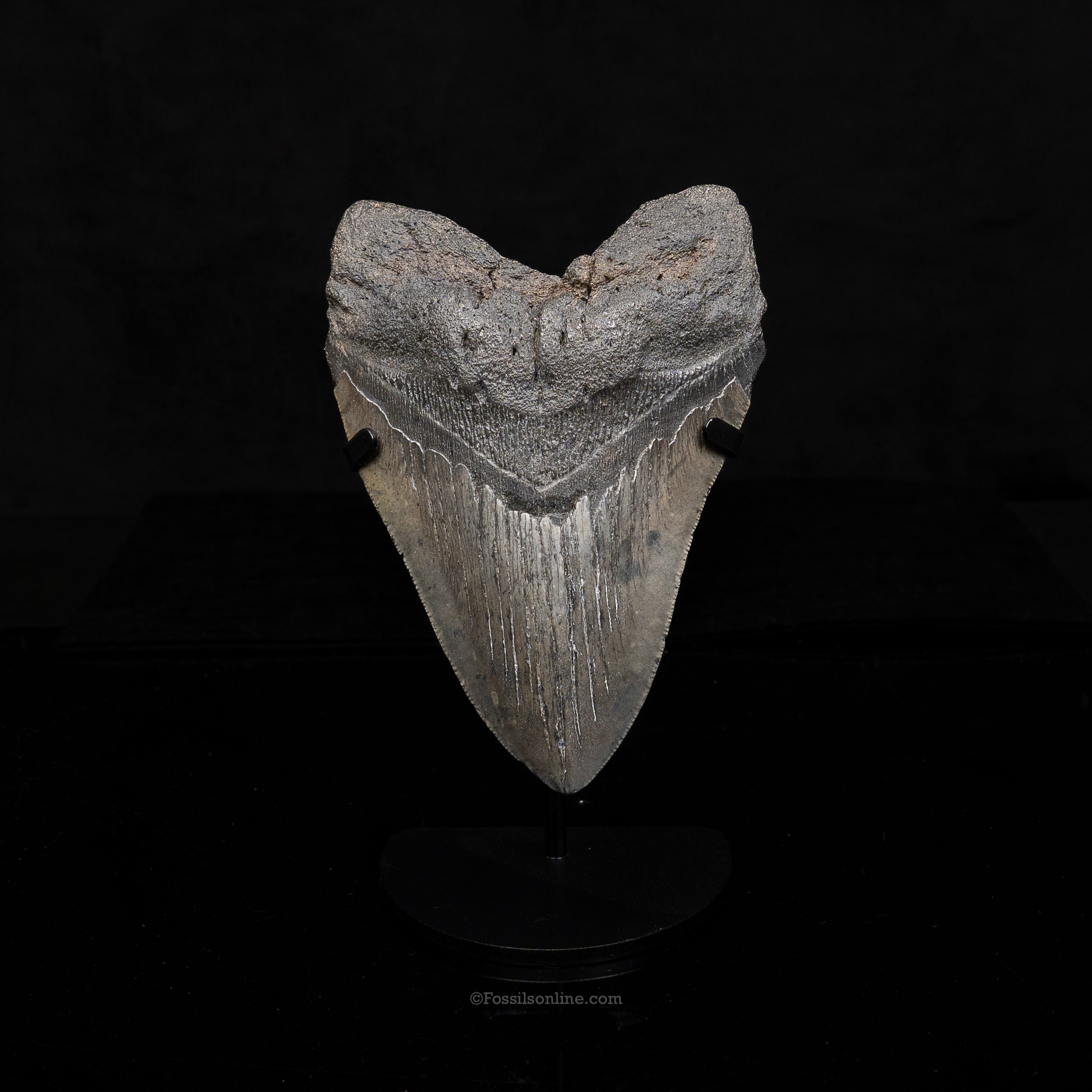 South Carolina Megalodon 5.24"