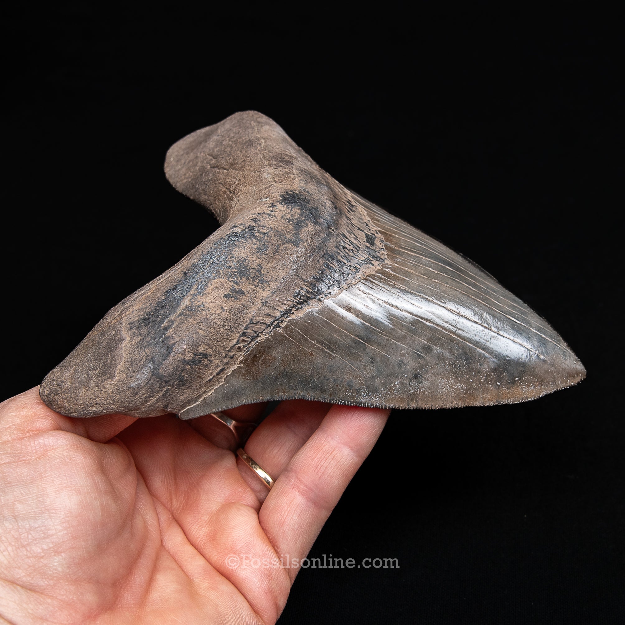 Genuine Prehistoric Fossil Tooth — Meg 5.69", St. Mary River, GA