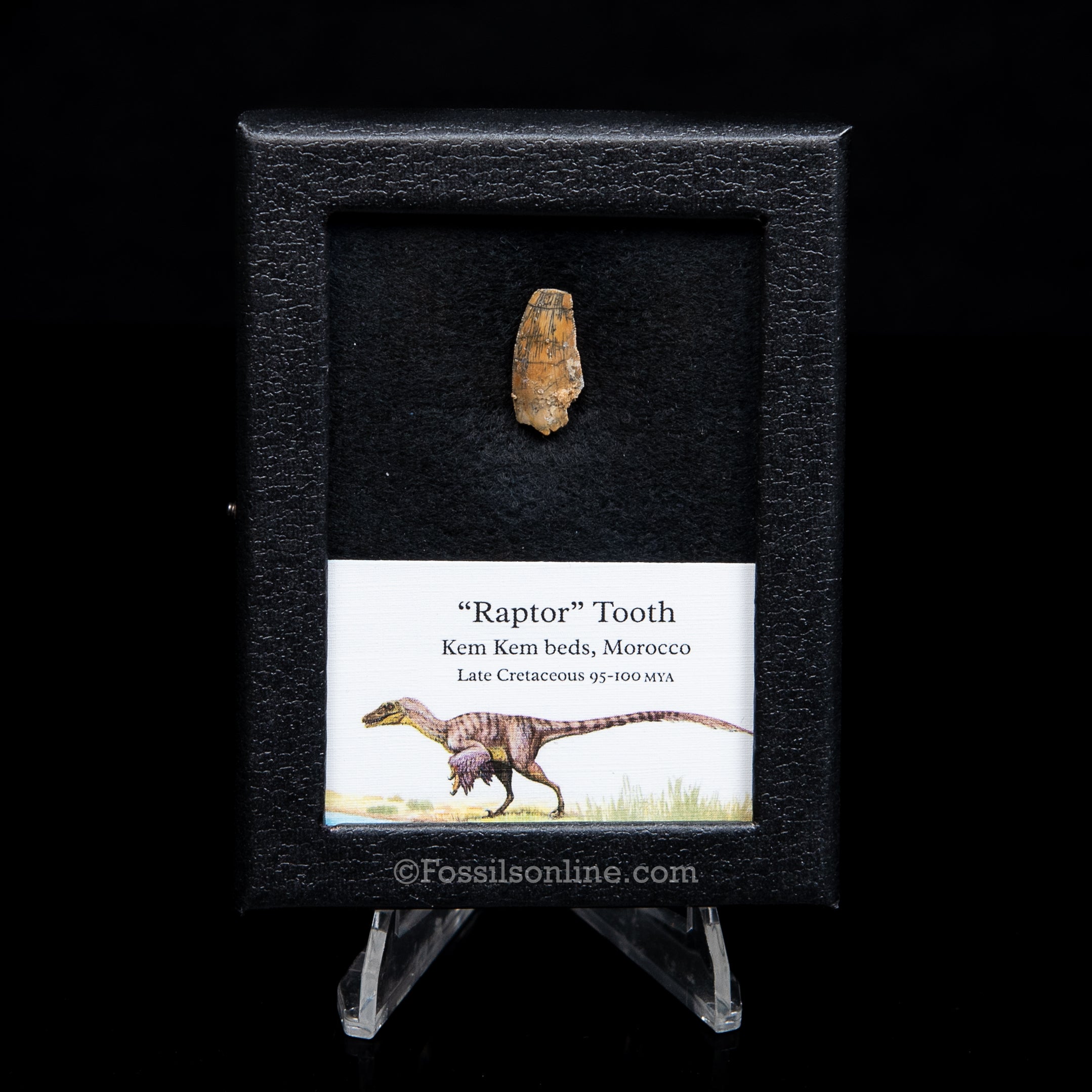 Theropod Dinosaur Tooth "Raptor" in a sm display case
