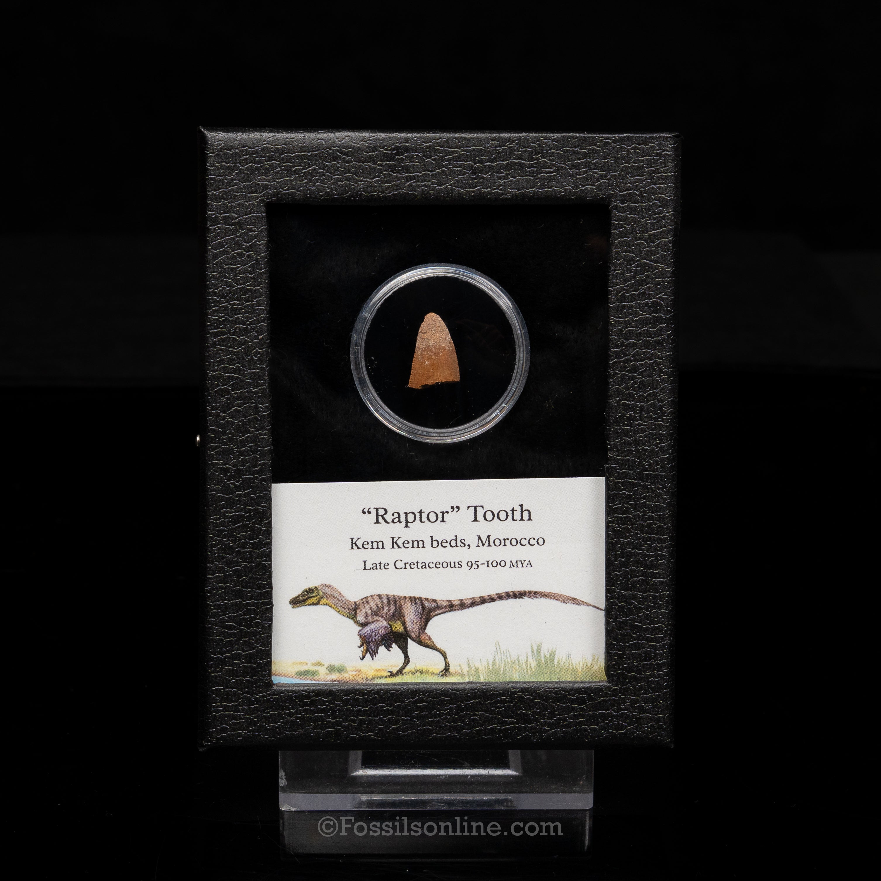 Theropod Dinosaur Tooth "Raptor" in a sm display case
