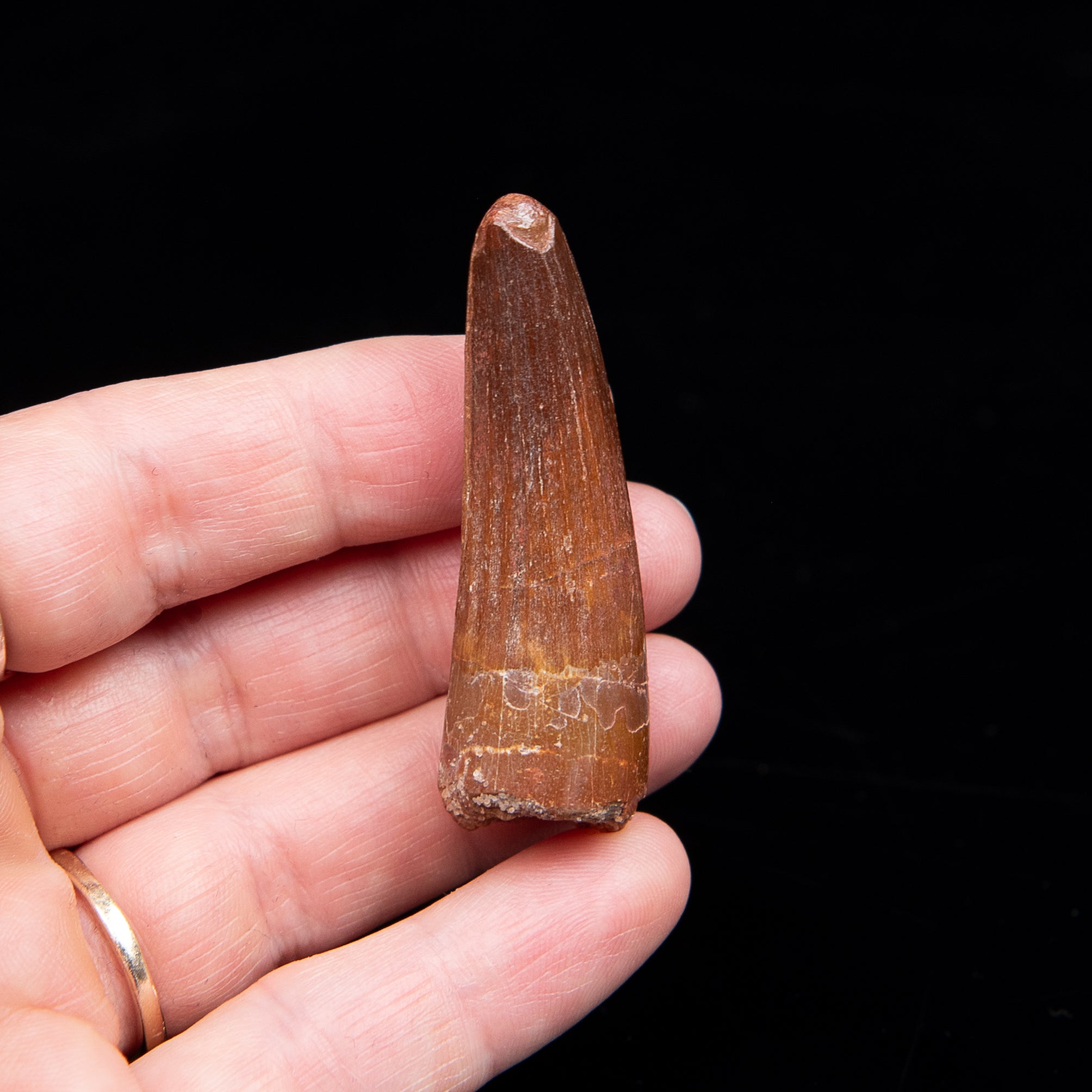 Premium Spinosaurus Dinosaur Tooth Med Case