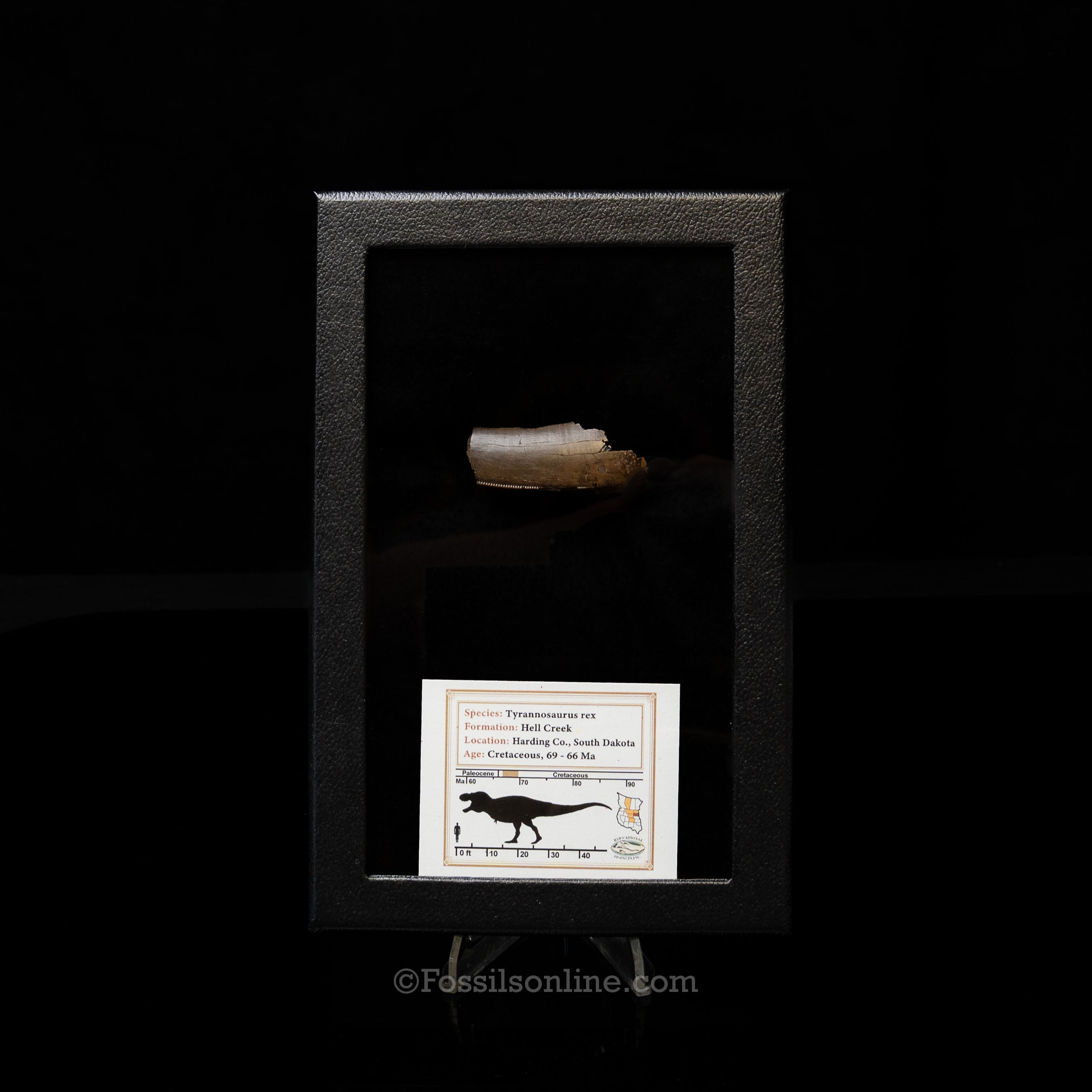 Tyrannosaurus rex Tooth Fragment