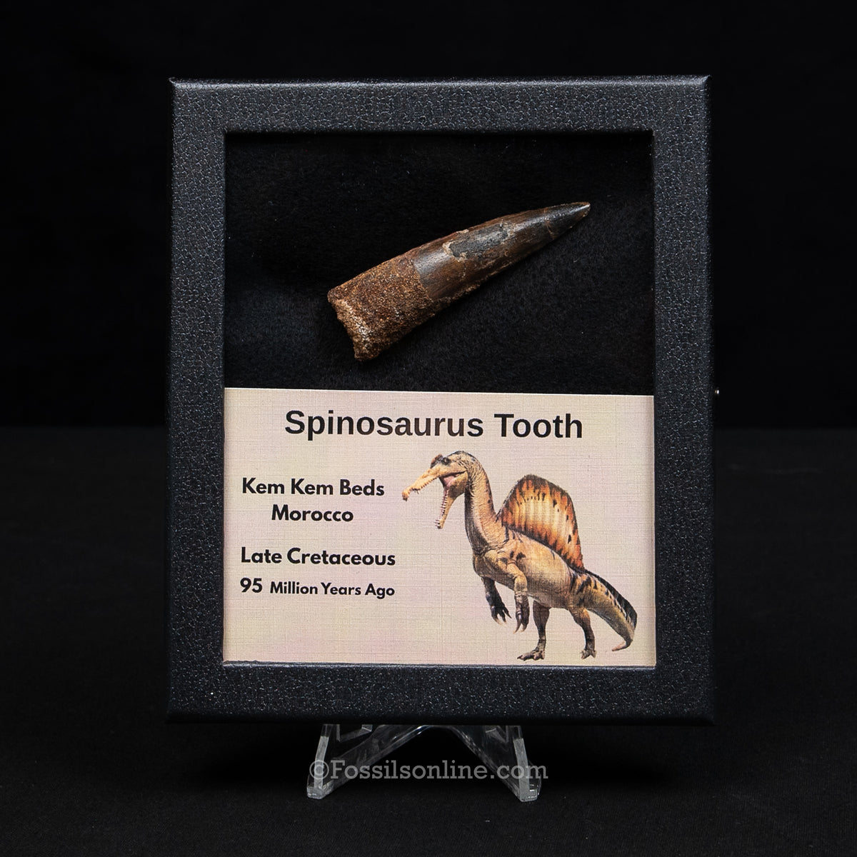 Spinosaurus Dinosaur Tooth Med Case
