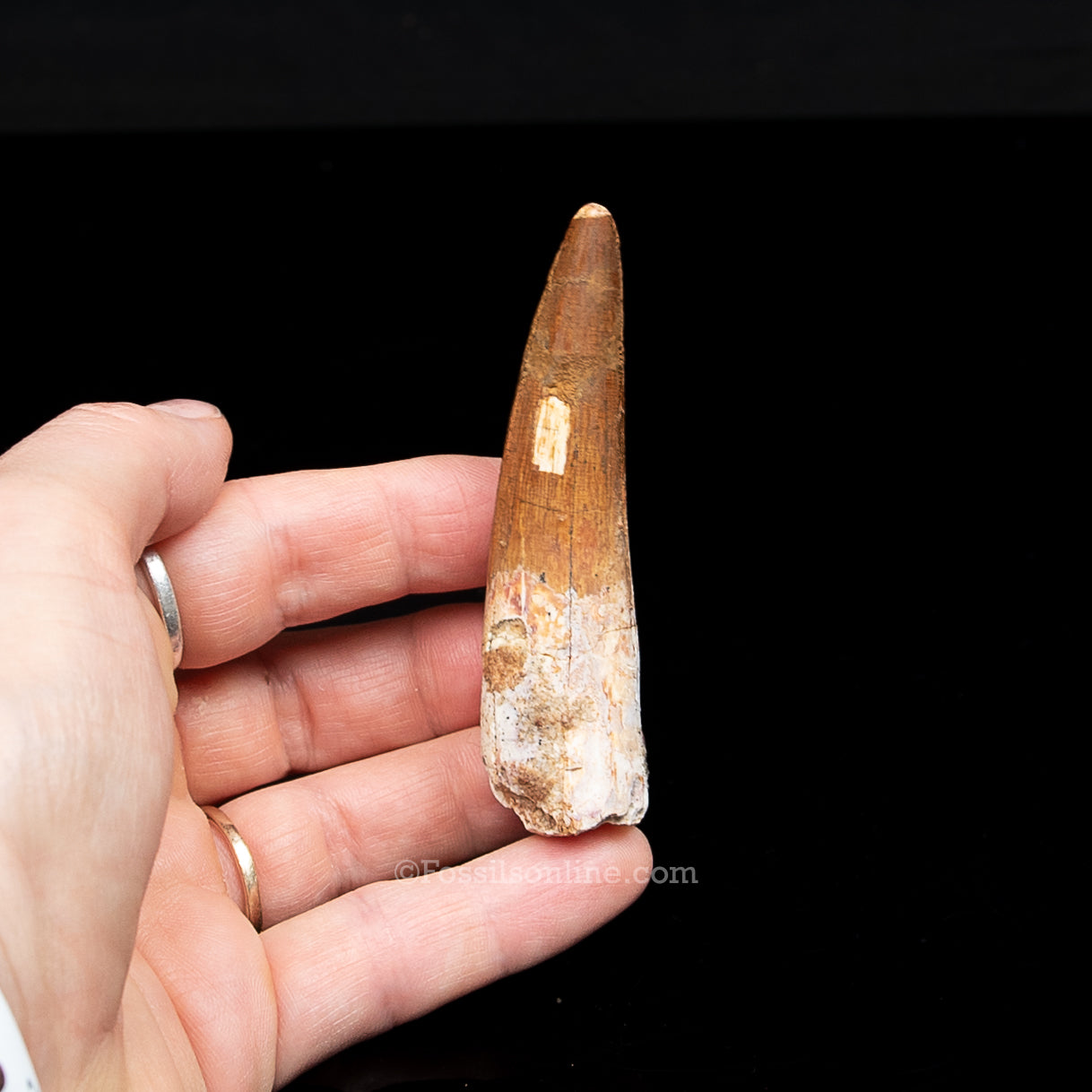 Spinosaurus Dinosaur Tooth in Lg Case