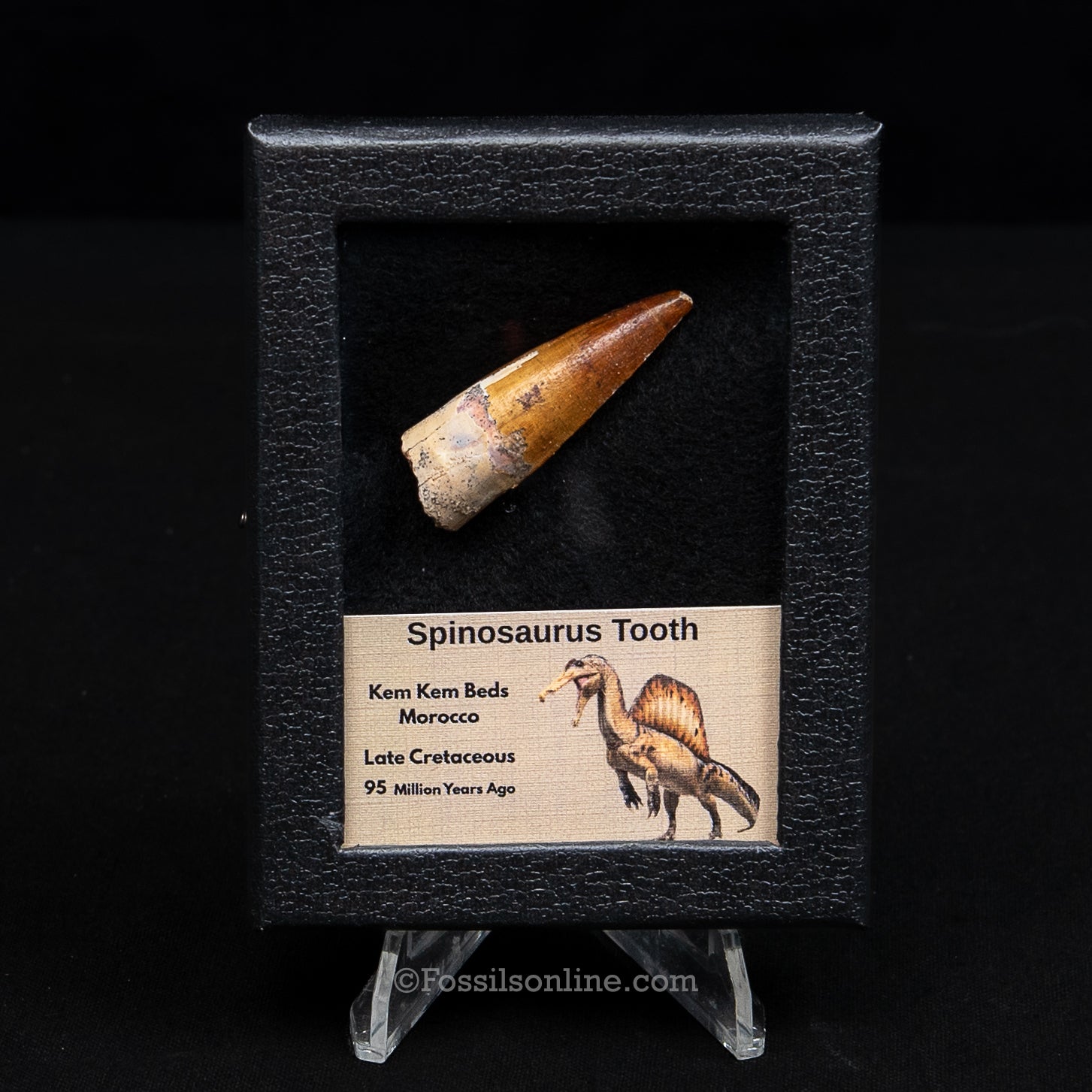 Spinosaurus Dinosaur Tooth Sm Case