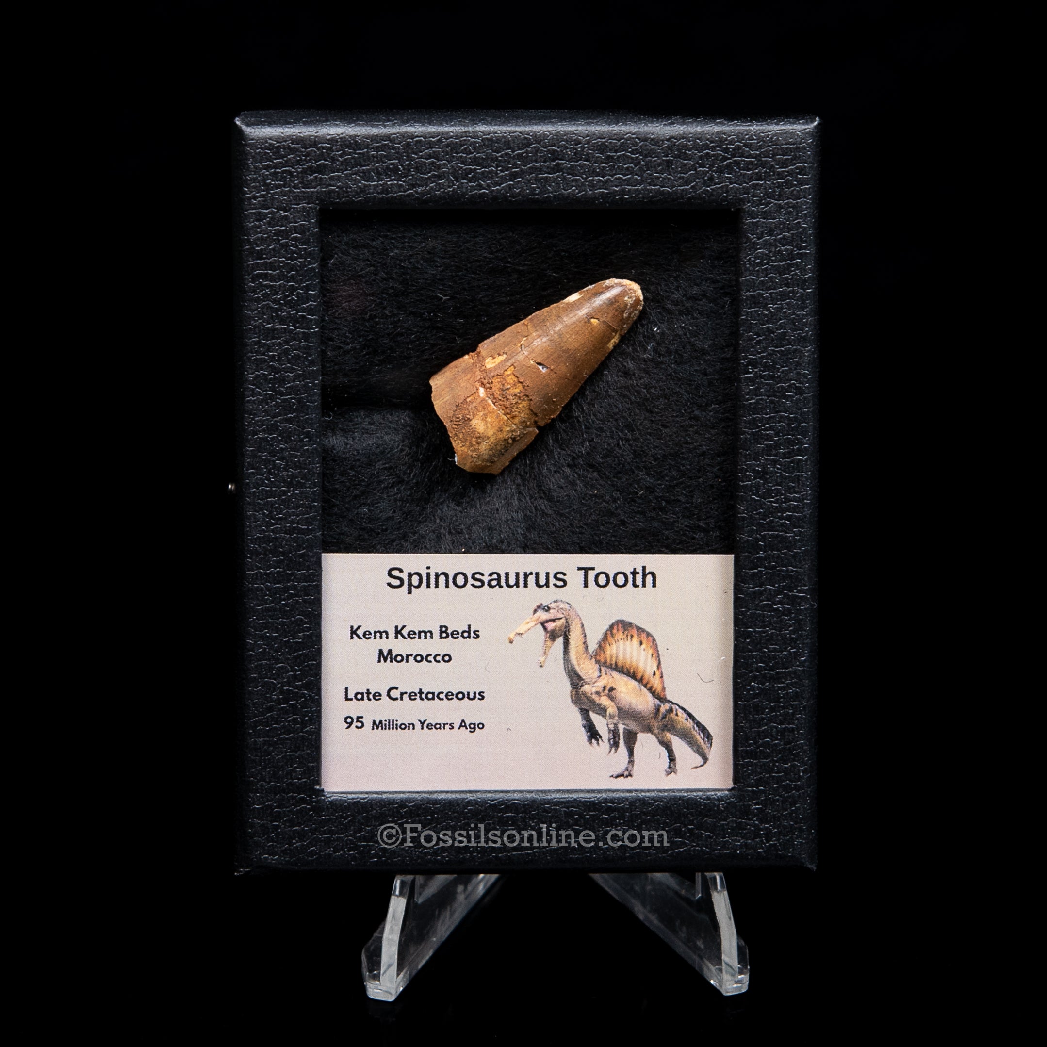 Spinosaurus Dinosaur Tooth Sm Case