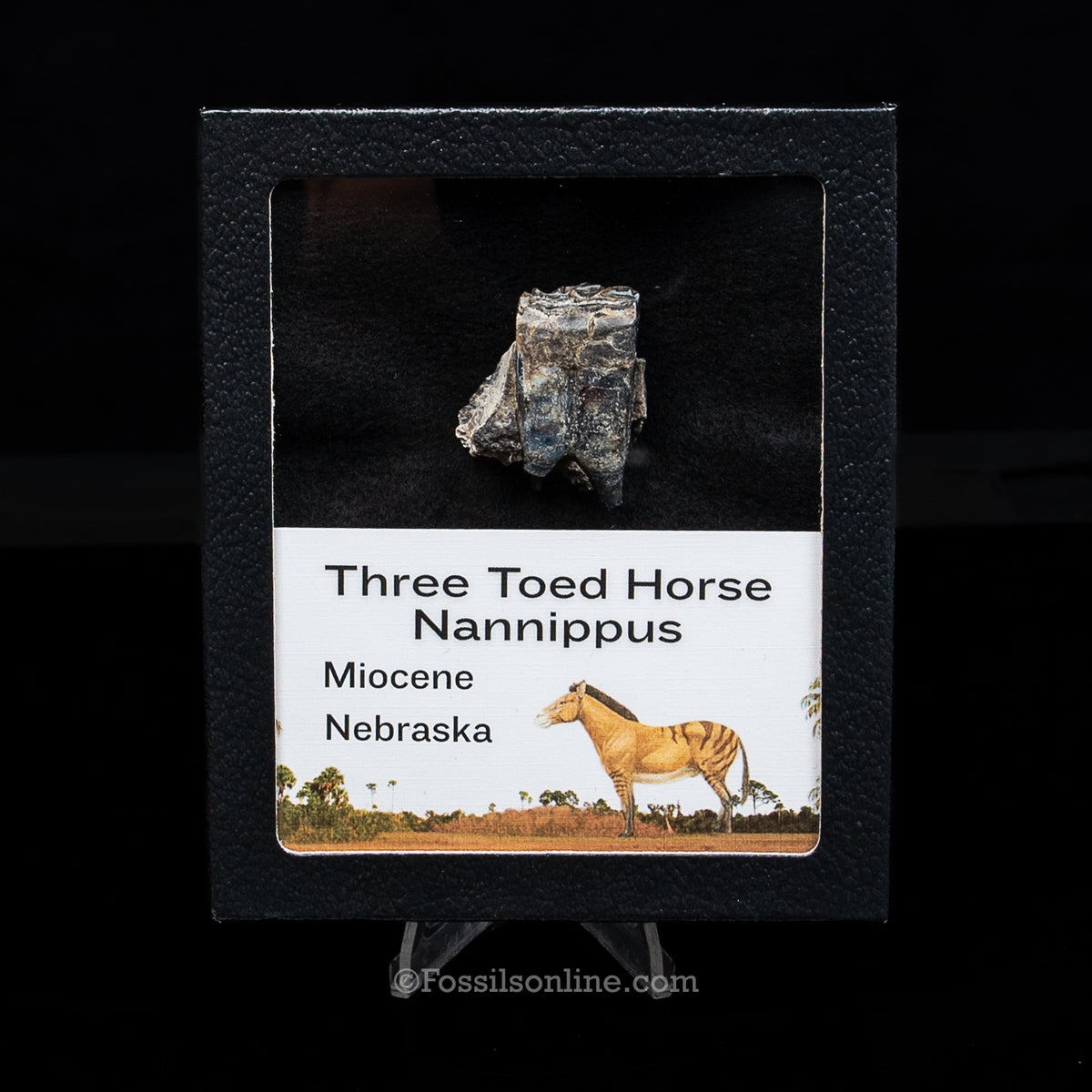 Three Toed Horse Tooth in a Med Case