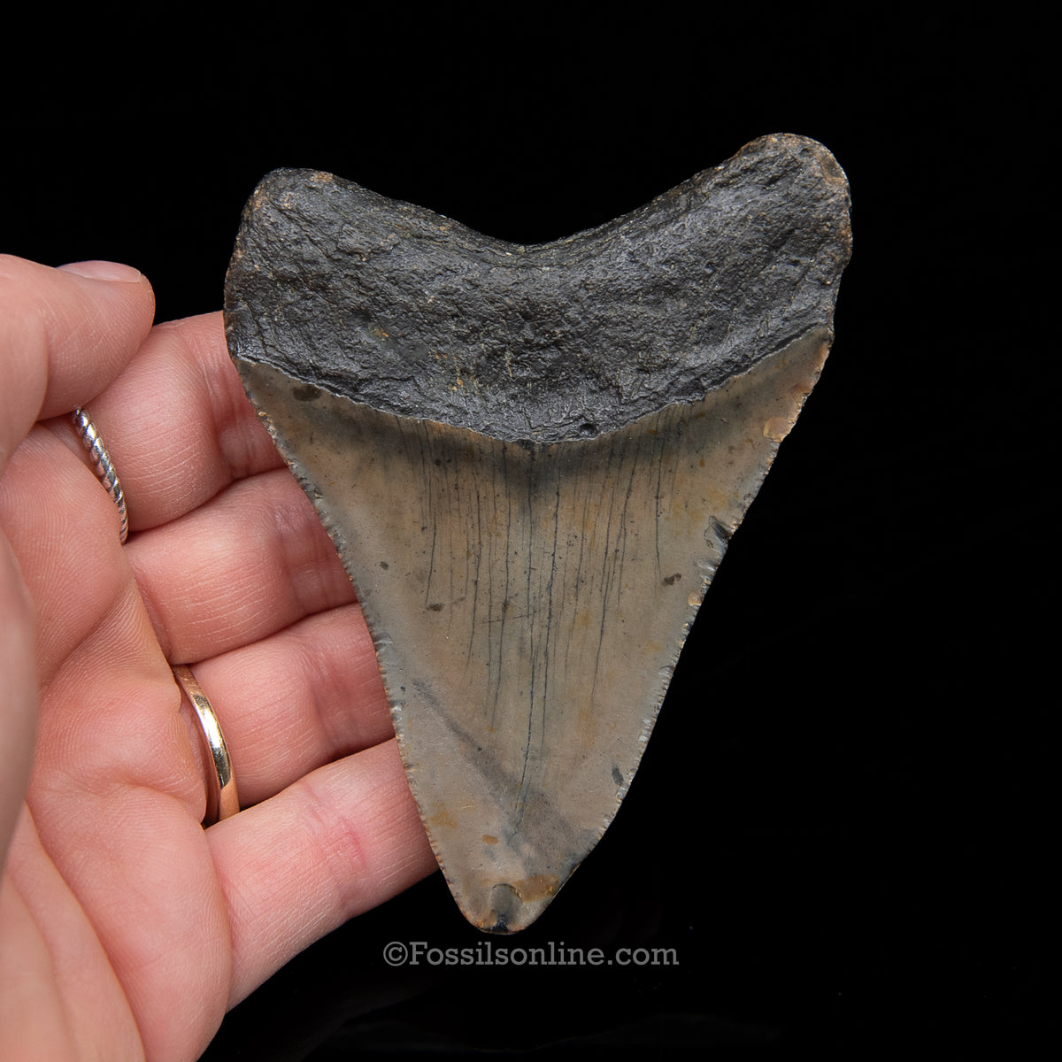 Genuine Prehistoric Fossil Tooth — Meg 3.59", North Carolina