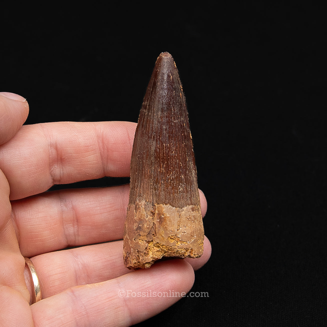 Spinosaurus Dinosaur Tooth Med Case