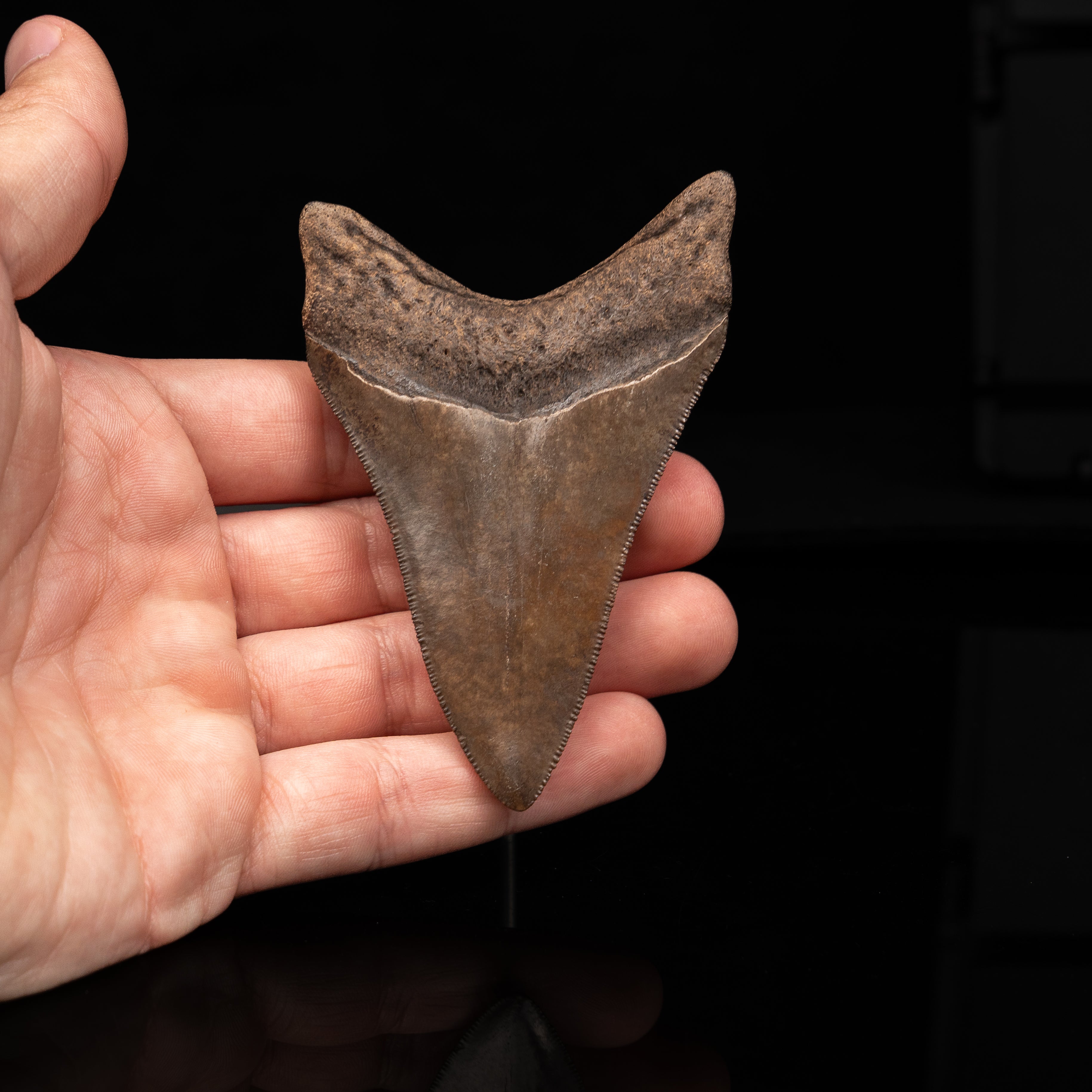 Georgia Megalodon 3.59"