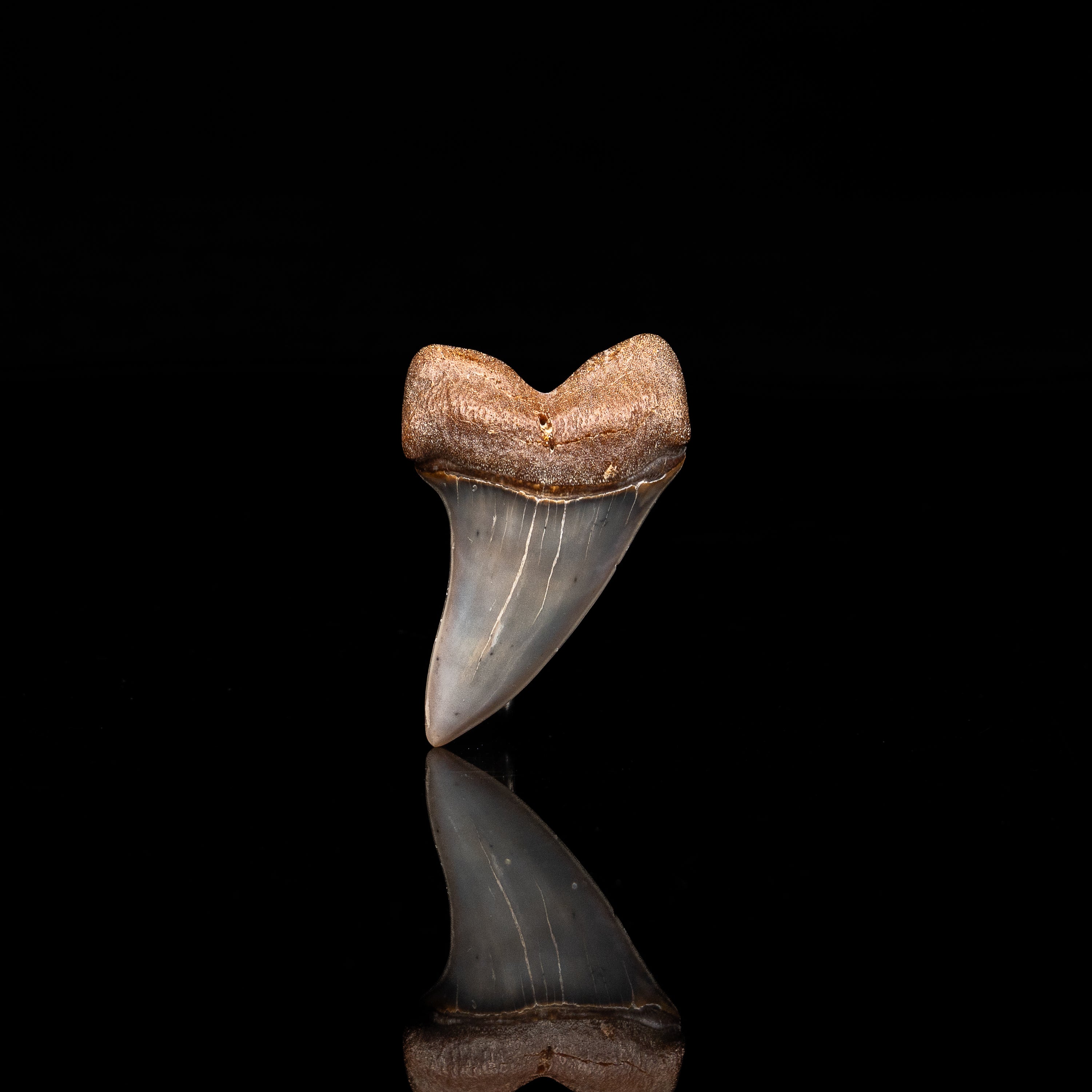 Quality Bakersfield C. planus Fossil Tooth 1.87"