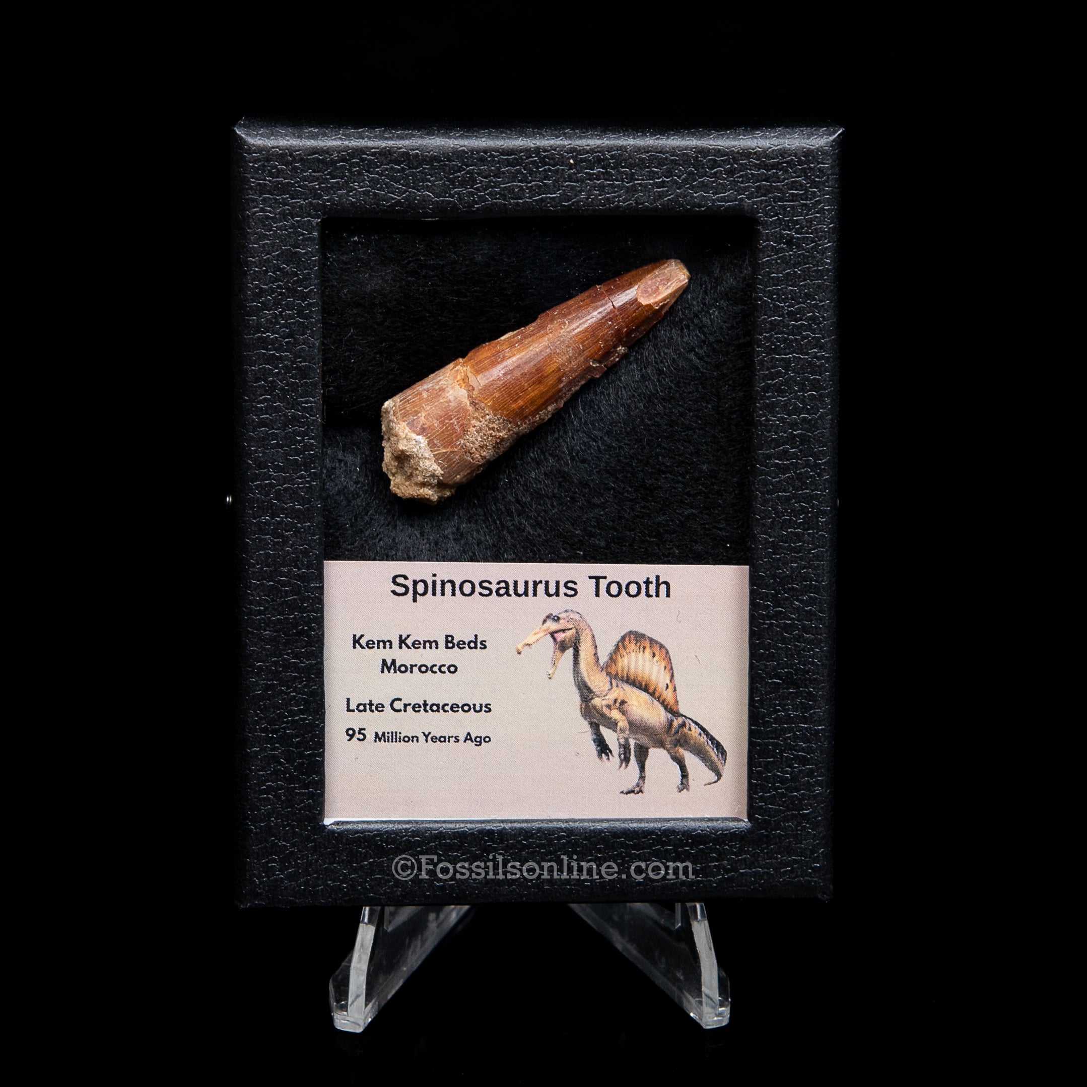 Spinosaurus Dinosaur Tooth Sm Case