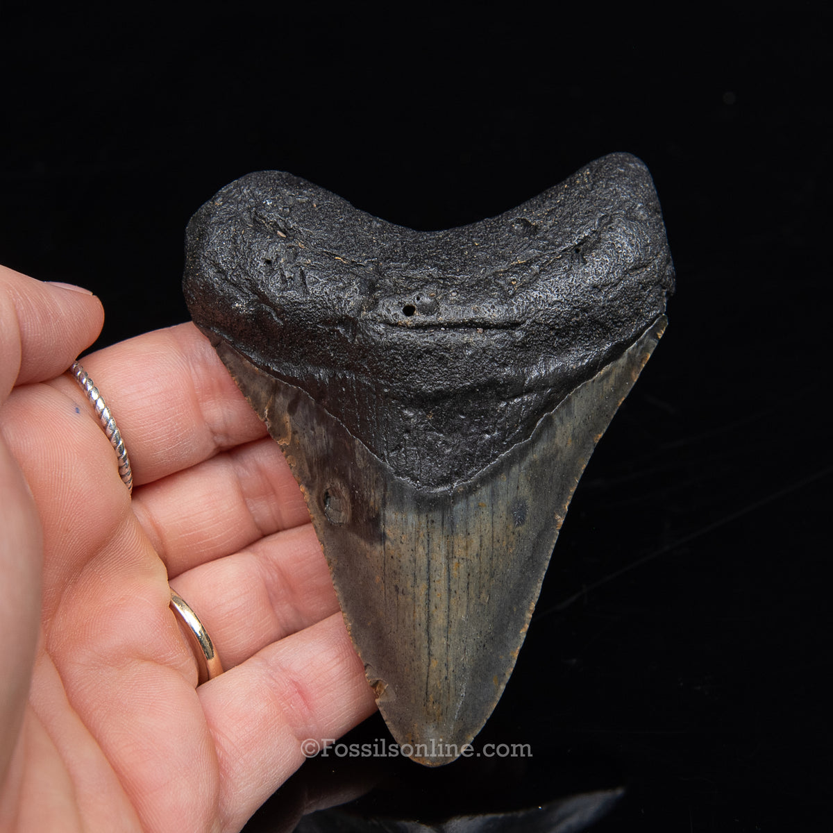 Genuine Prehistoric Fossil Tooth — Meg 3.70", North Carolina