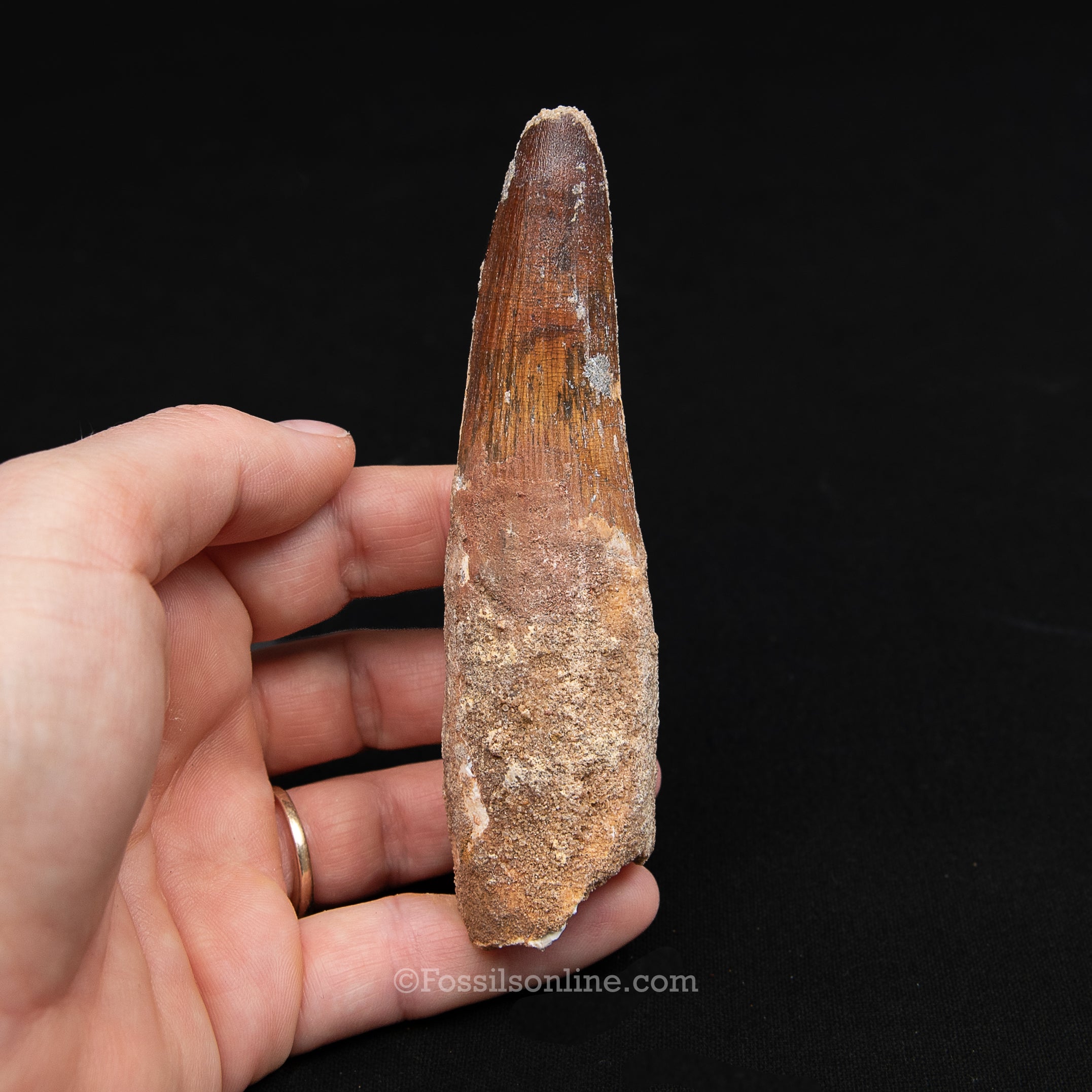 XL Spinosaurus Dinosaur Tooth Lg Case