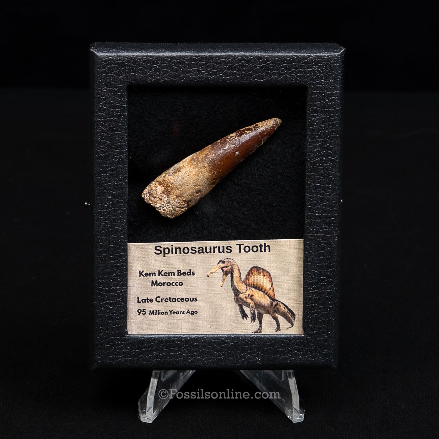 Spinosaurus Dinosaur Tooth Sm Case