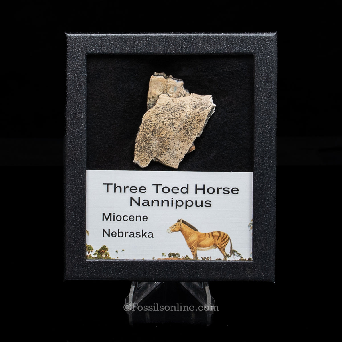 Three Toed Horse Tooth in a Med Case