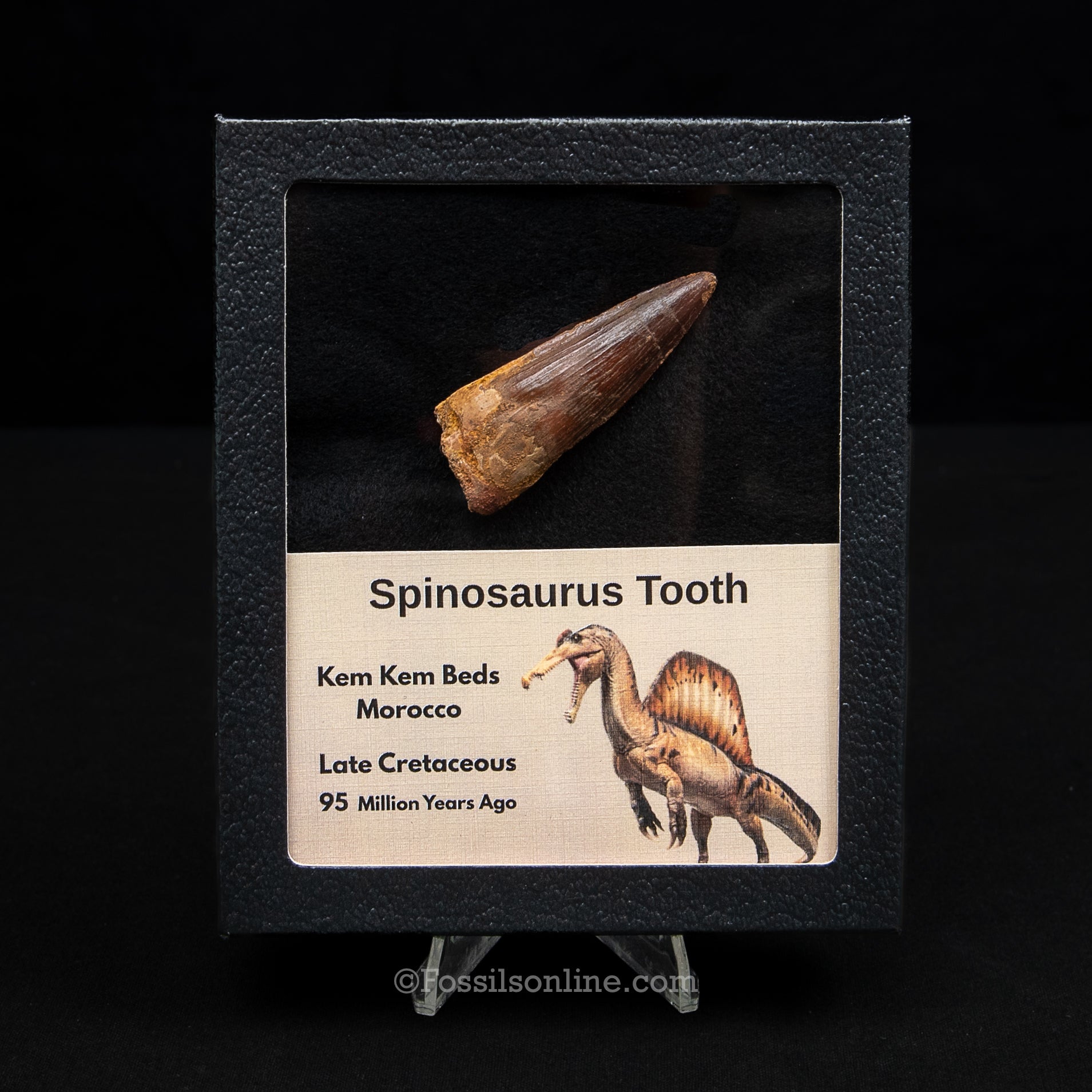 Spinosaurus Dinosaur Tooth Med Case