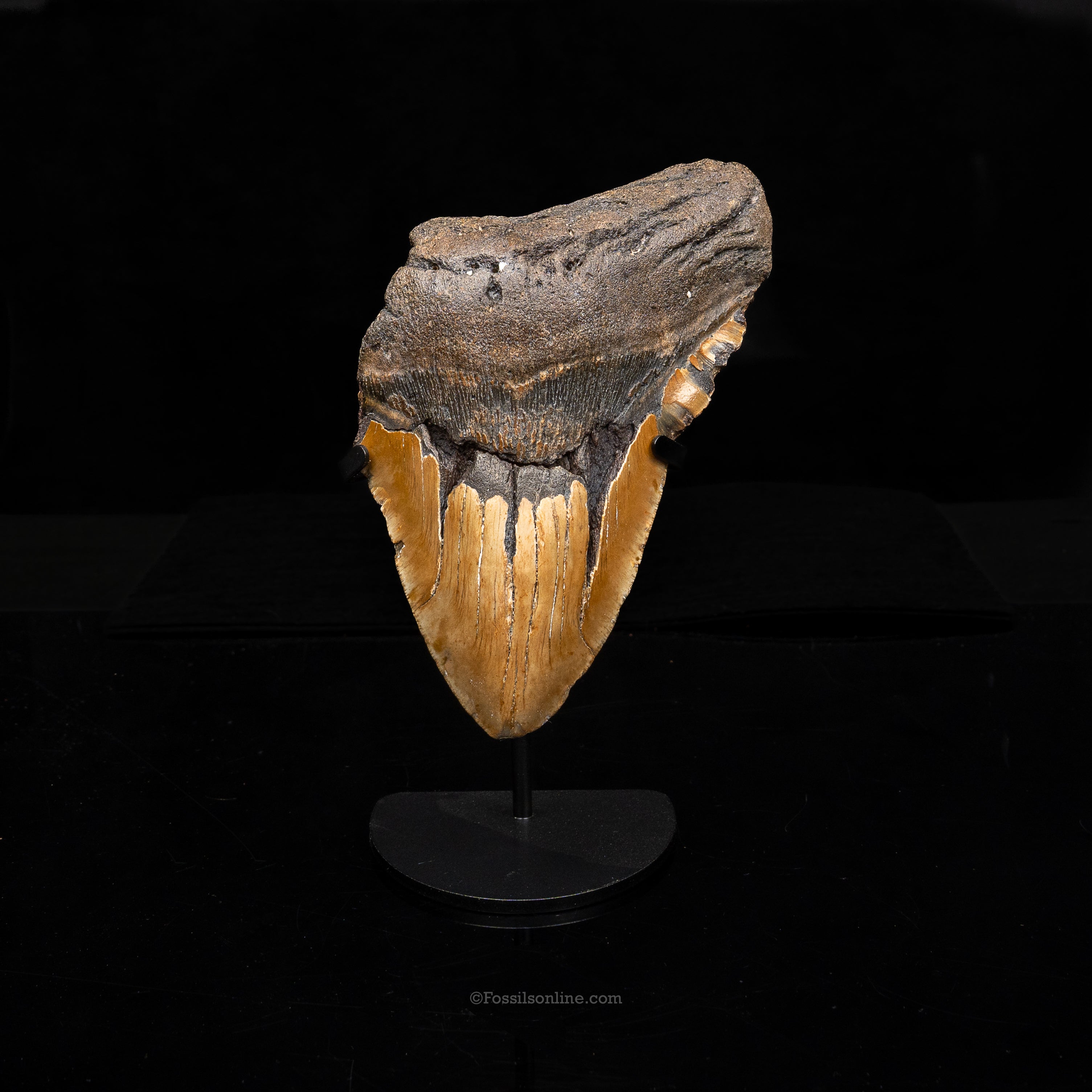 XL North Carolina Megalodon 6.03"