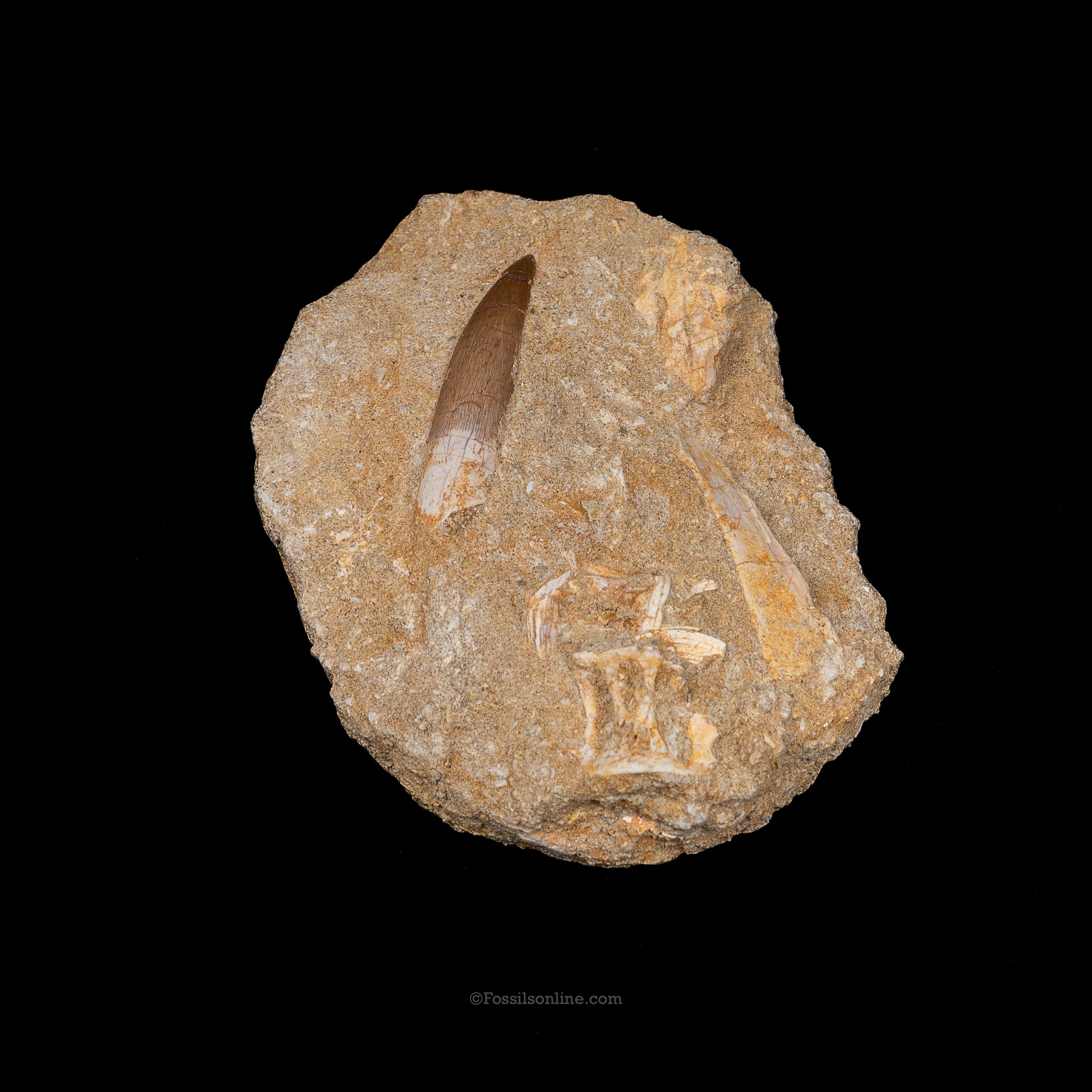 Plesiosaur Tooth & Shark Vertebrae in Matrix