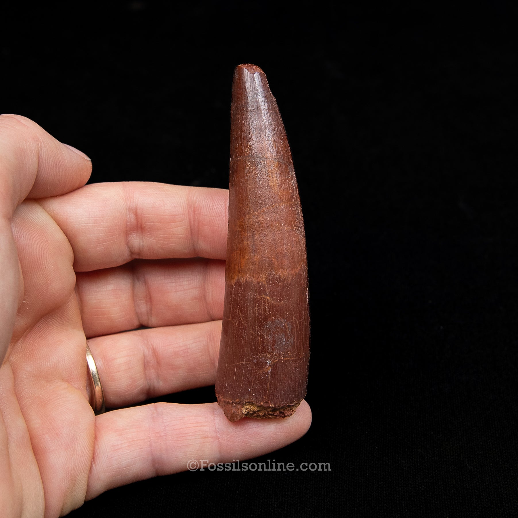 Spinosaurus Dinosaur Tooth in Lg Case