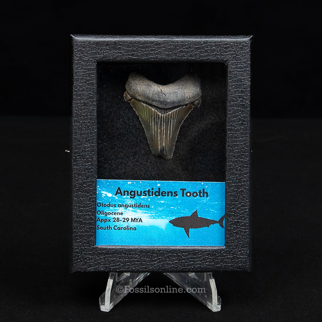SC Angustidens Sm Case