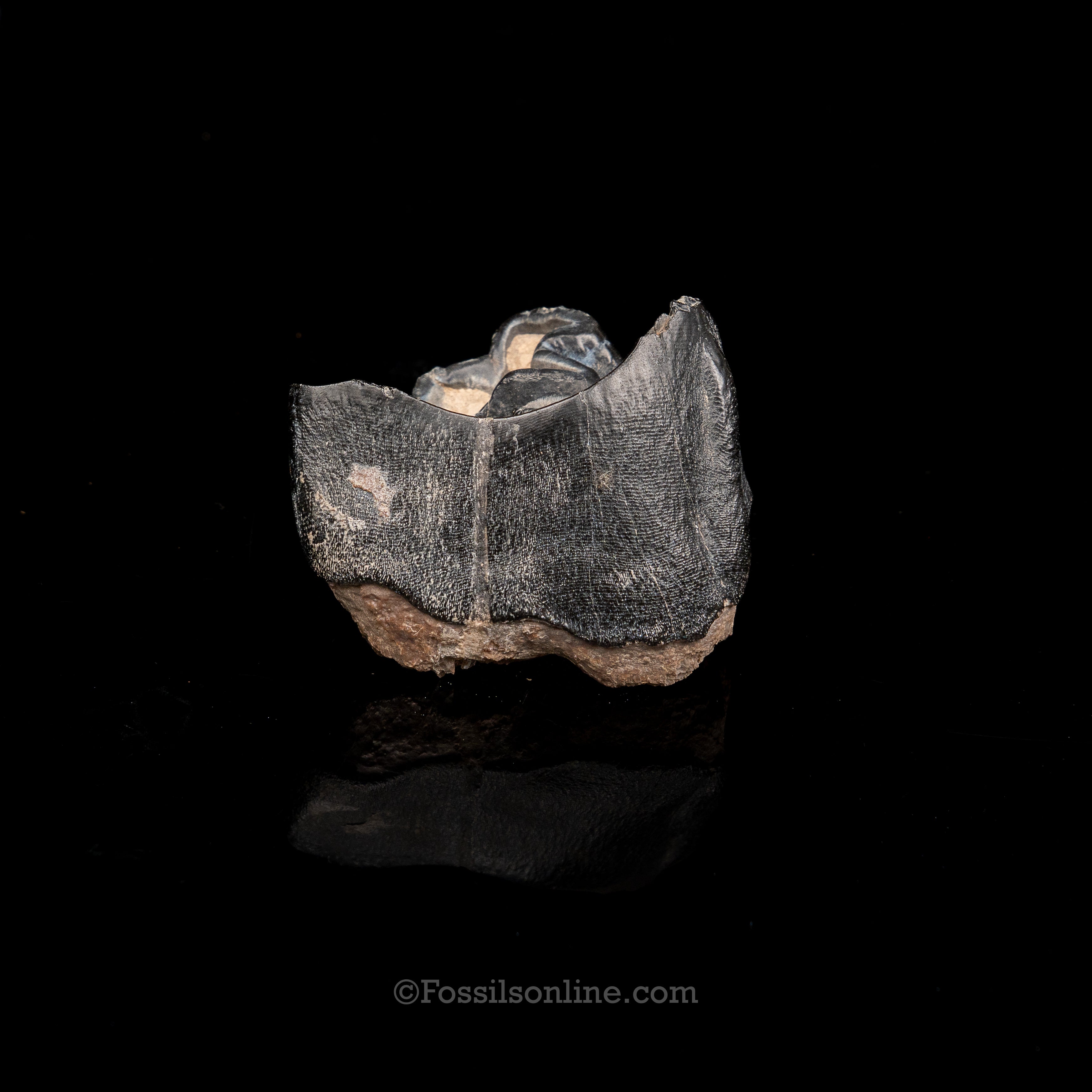 Bone Valley Rhino tooth