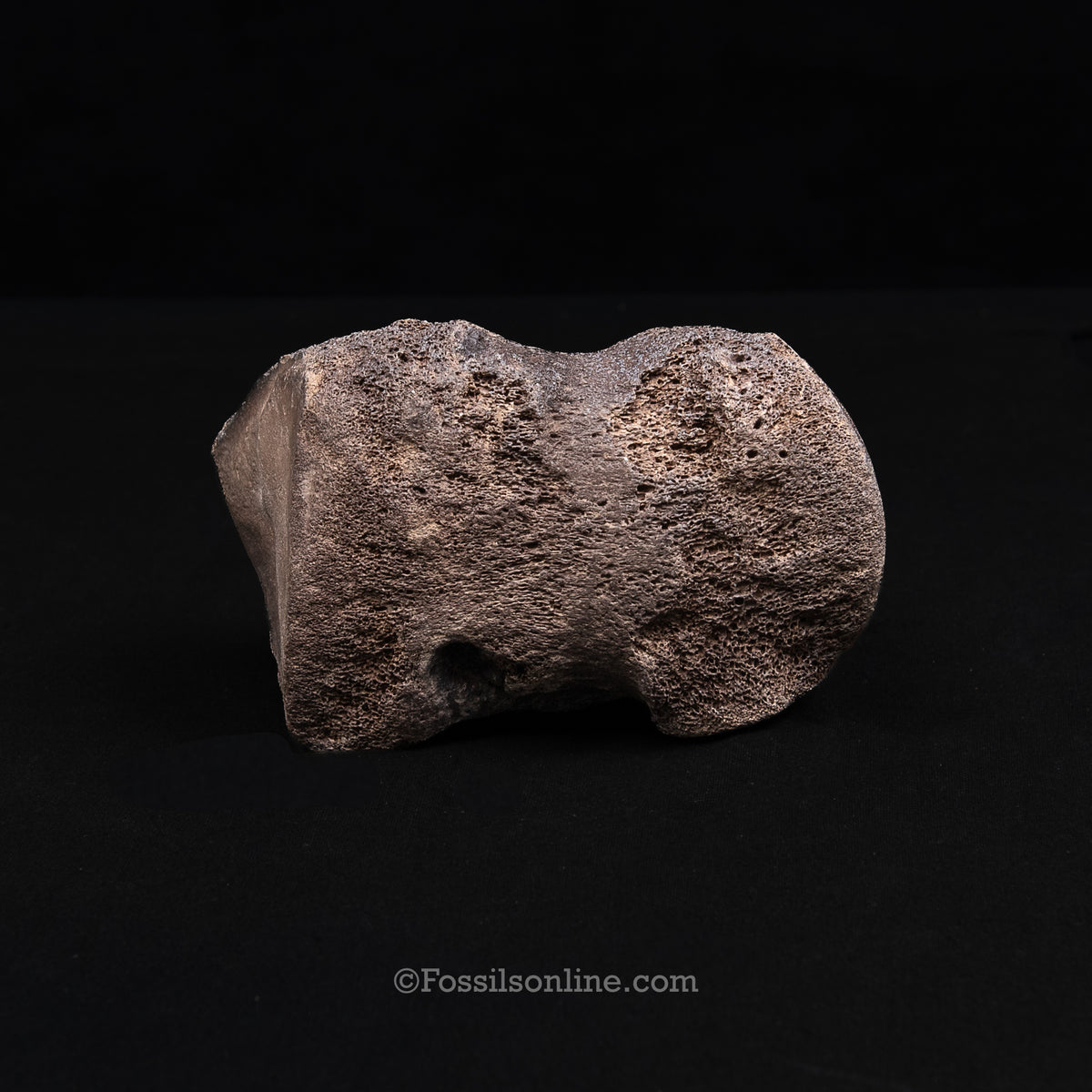 Pleistocene Columbian Mammoth Toe Bone FL