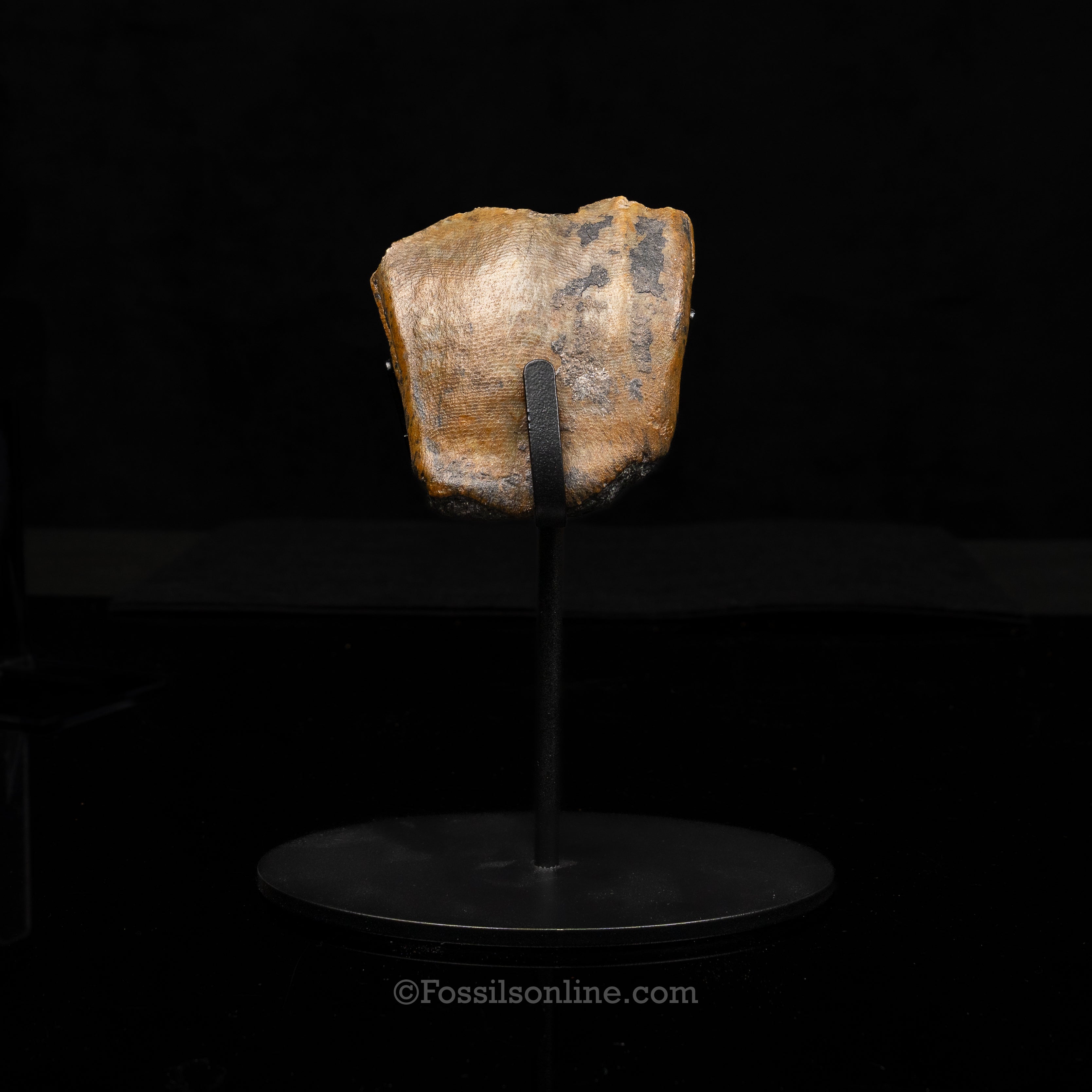 Bone Valley Rhino tooth