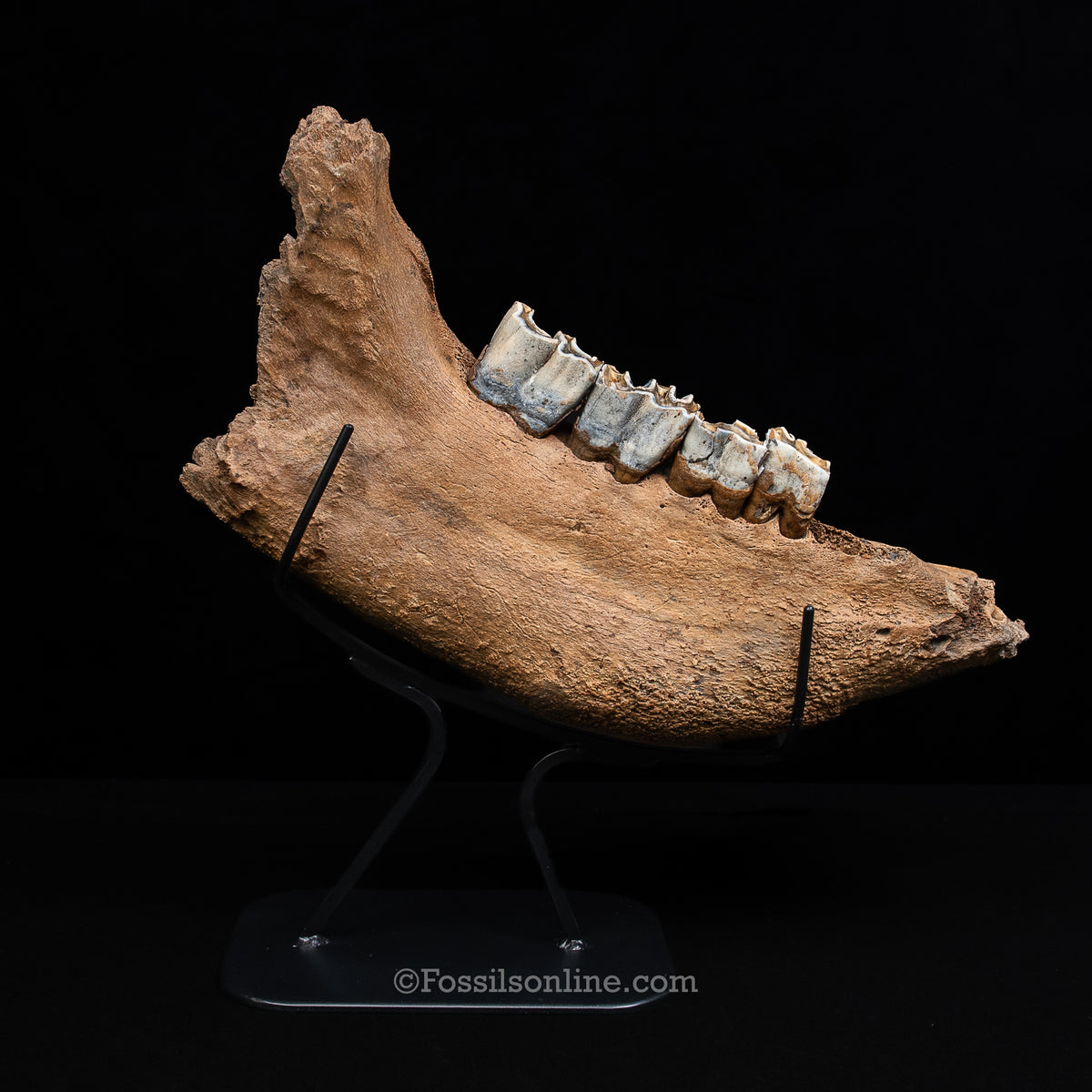 Woolly Rhino Jaw