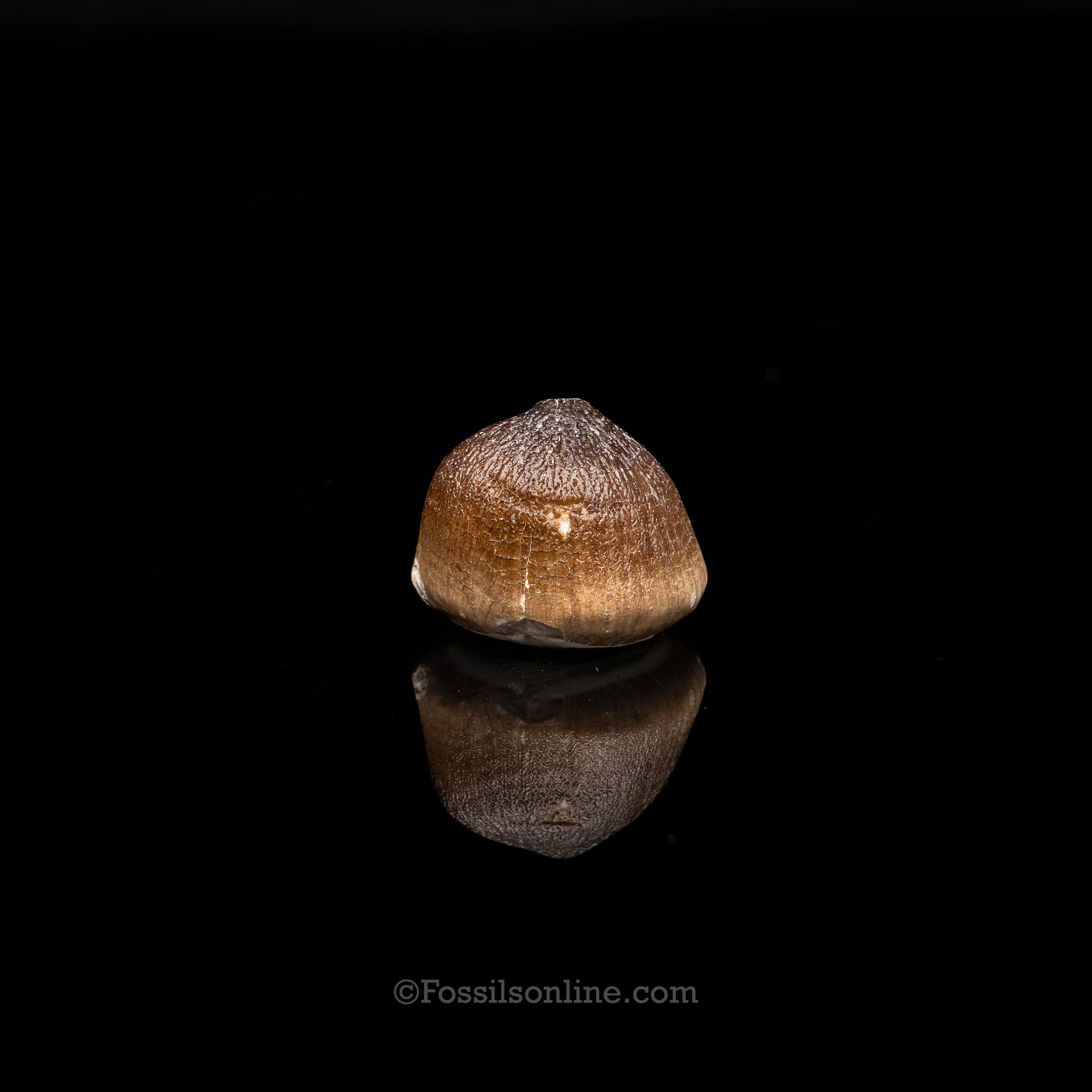 Globidens Tooth