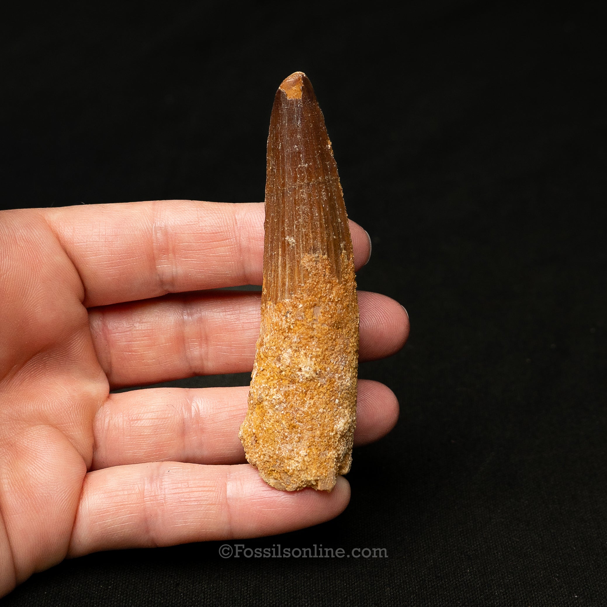 Spinosaurus Dinosaur Tooth in Lg Case